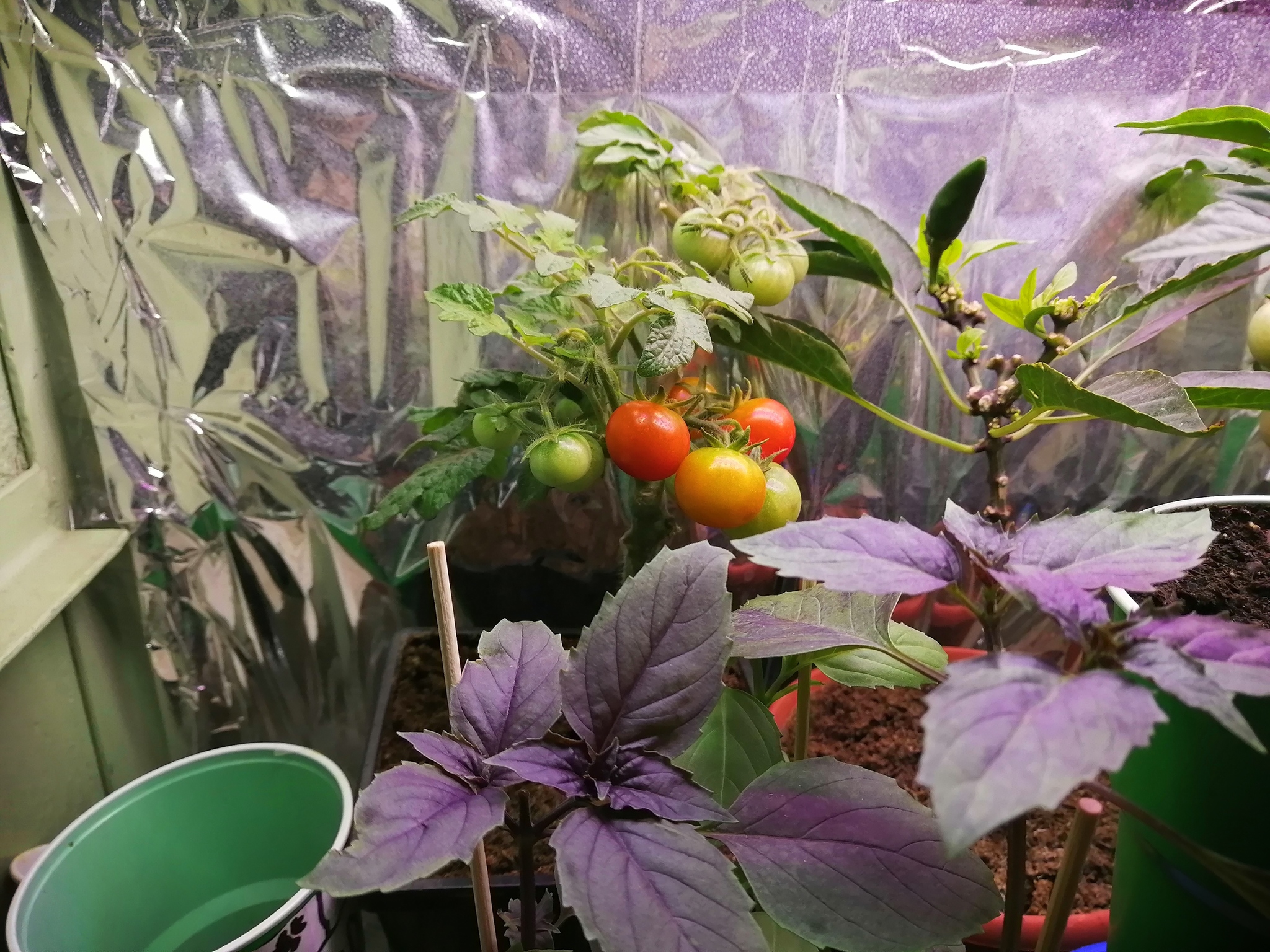 Peppers, tomatoes and more - My, Tomatoes, Hot peppers, Growing, Longpost