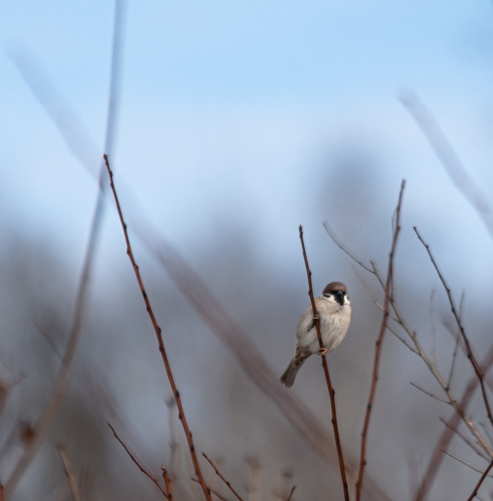 Sparrows, they are like a well-worked gang, they do everything together and quickly - My, Sparrow, Birds, Spring, Gang, The photo, Sony, Russia, Moscow region, Longpost