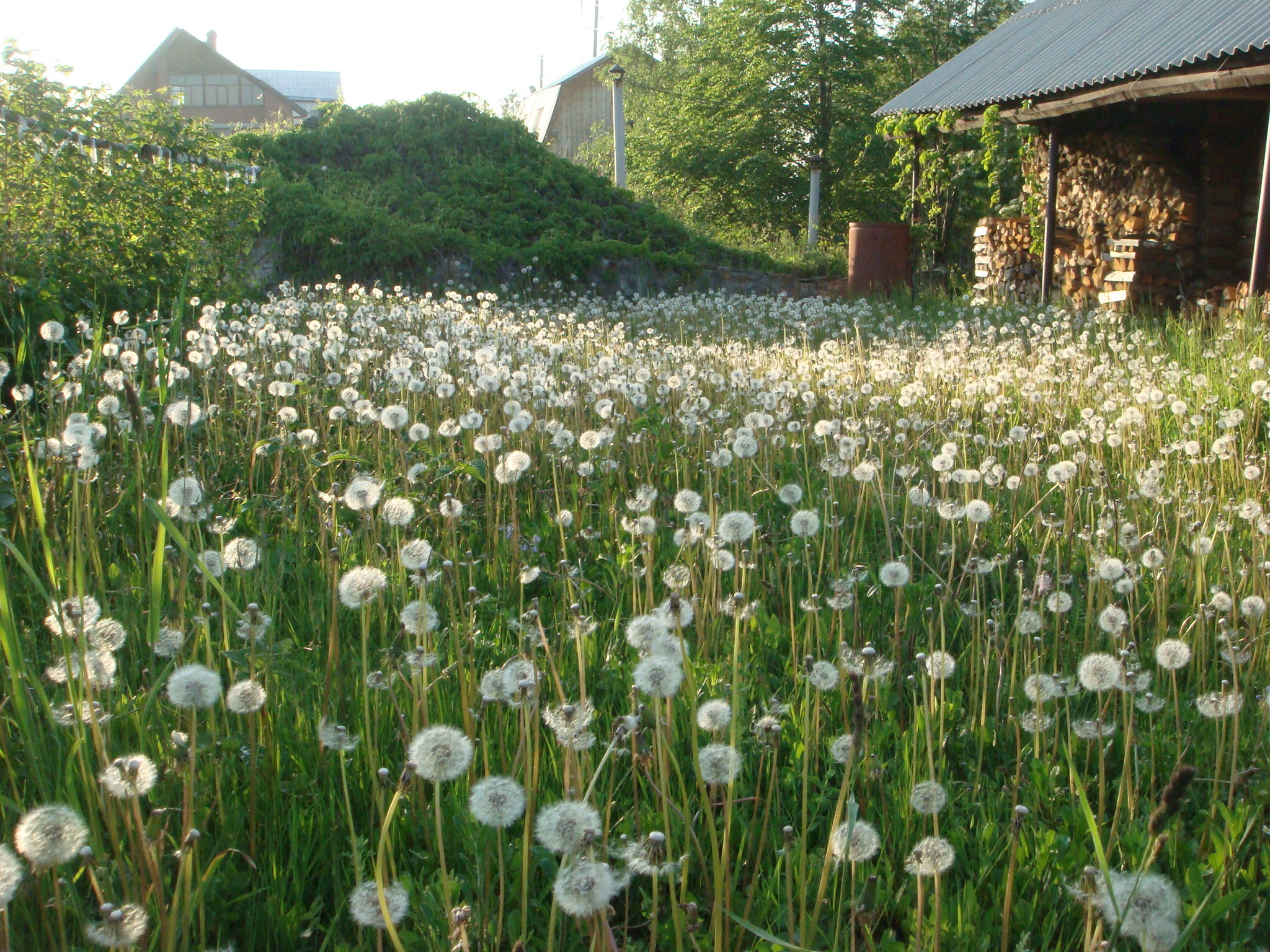 Non-standard gardener :-)) - My, Ural, Dacha, Garden, Longpost