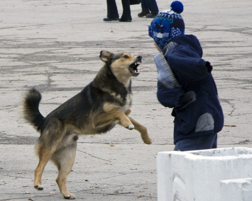 Voronezh killers - Dogs and people, Negative, Problem, news, Voronezh, Homeless animals, Dog, Dog attack, A complaint