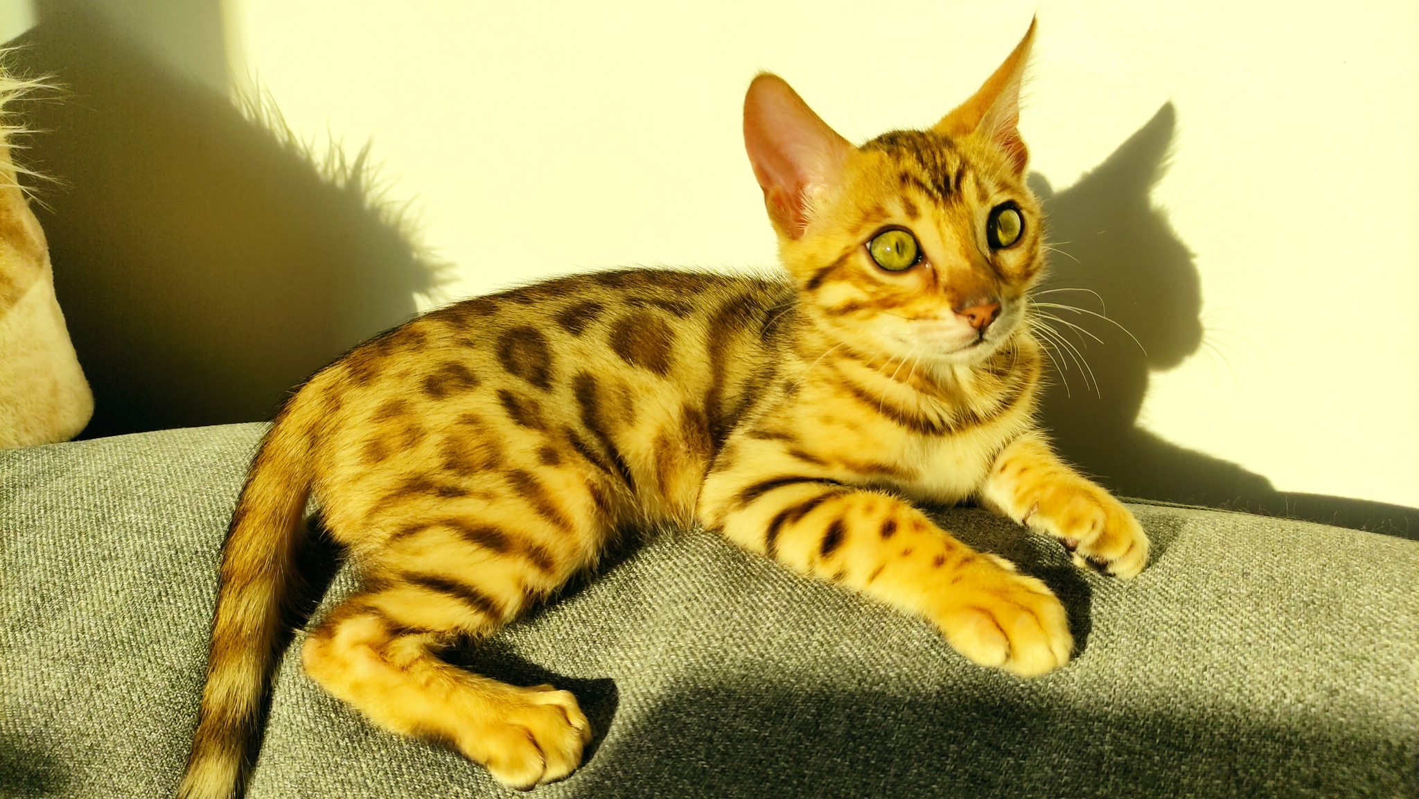 Feline Infectious Peritonitis (FIP) is curable! - My, Infectious peritonitis of cats, Longpost, Defense industry, Oriental cats, Bengal cat, cat, Veterinary, Disease, Coronavirus