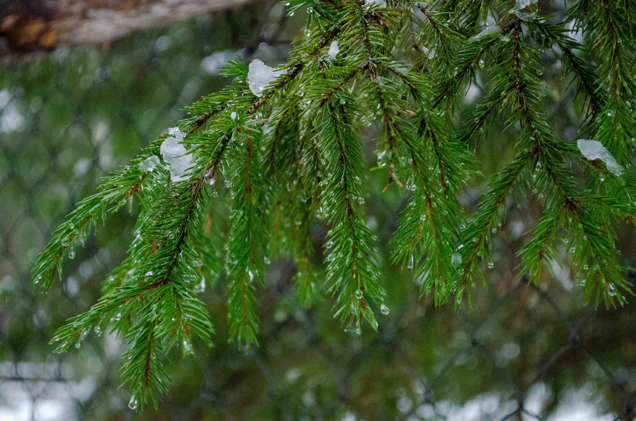 Клязьминско - Лухский заказник. Владимирская область - Моё, Зубр, Nikon d5100, Снегопад