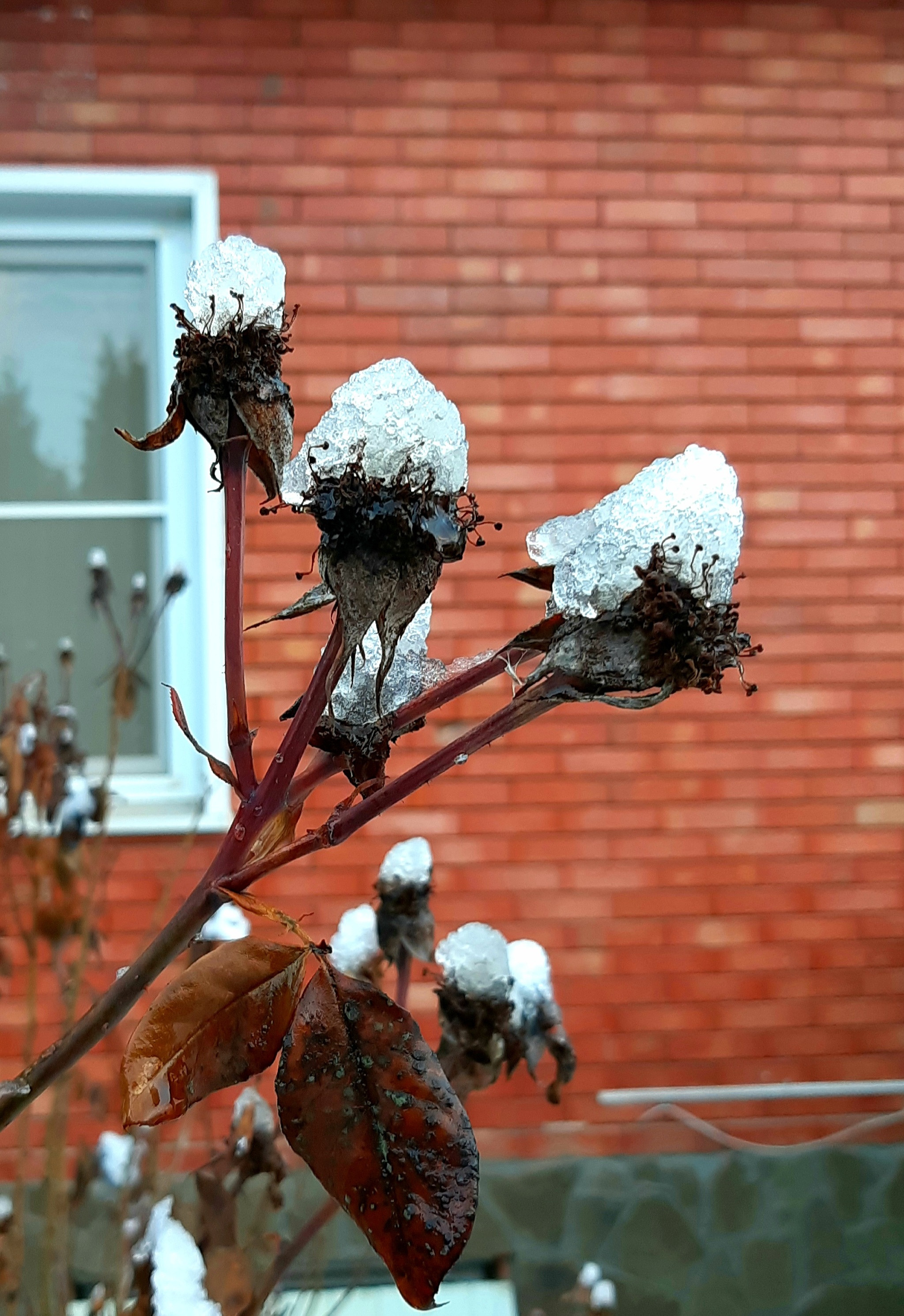 Winter flowers - My, Winter, Longpost, Snow