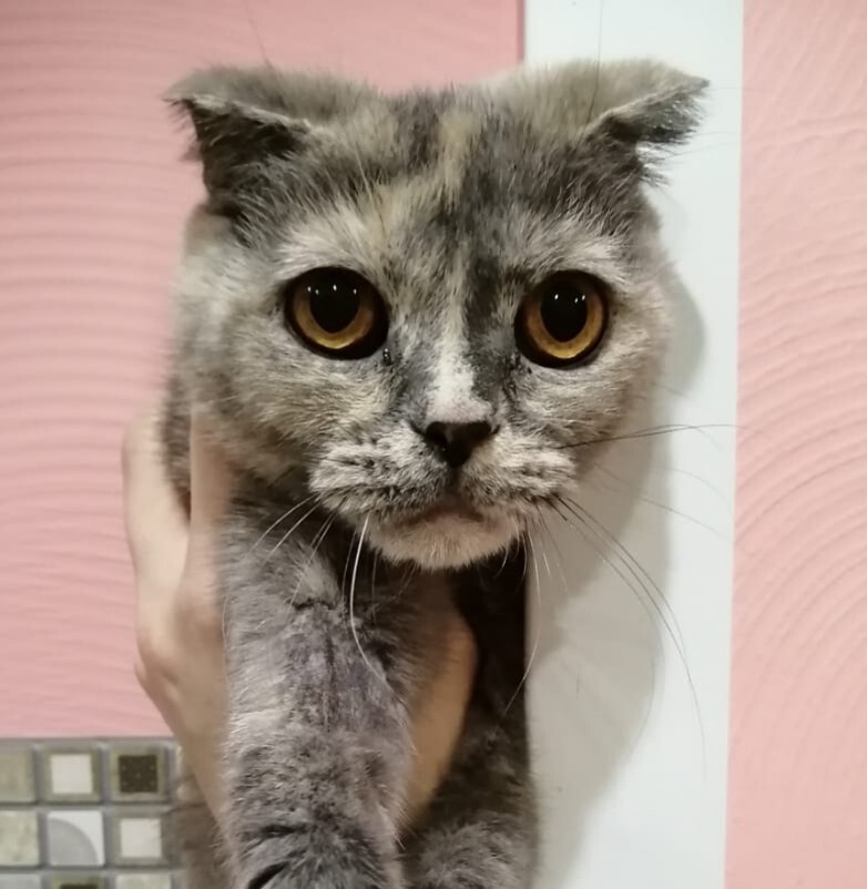 The sad story of an abandoned cat... - cat, Moscow, In good hands, I will give, Text, No rating, Longpost, The strength of the Peekaboo, Animal Rescue