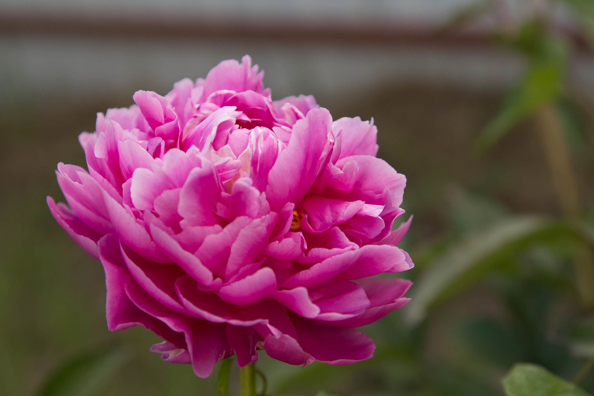 Peony - My, Peonies, Flowers, The photo