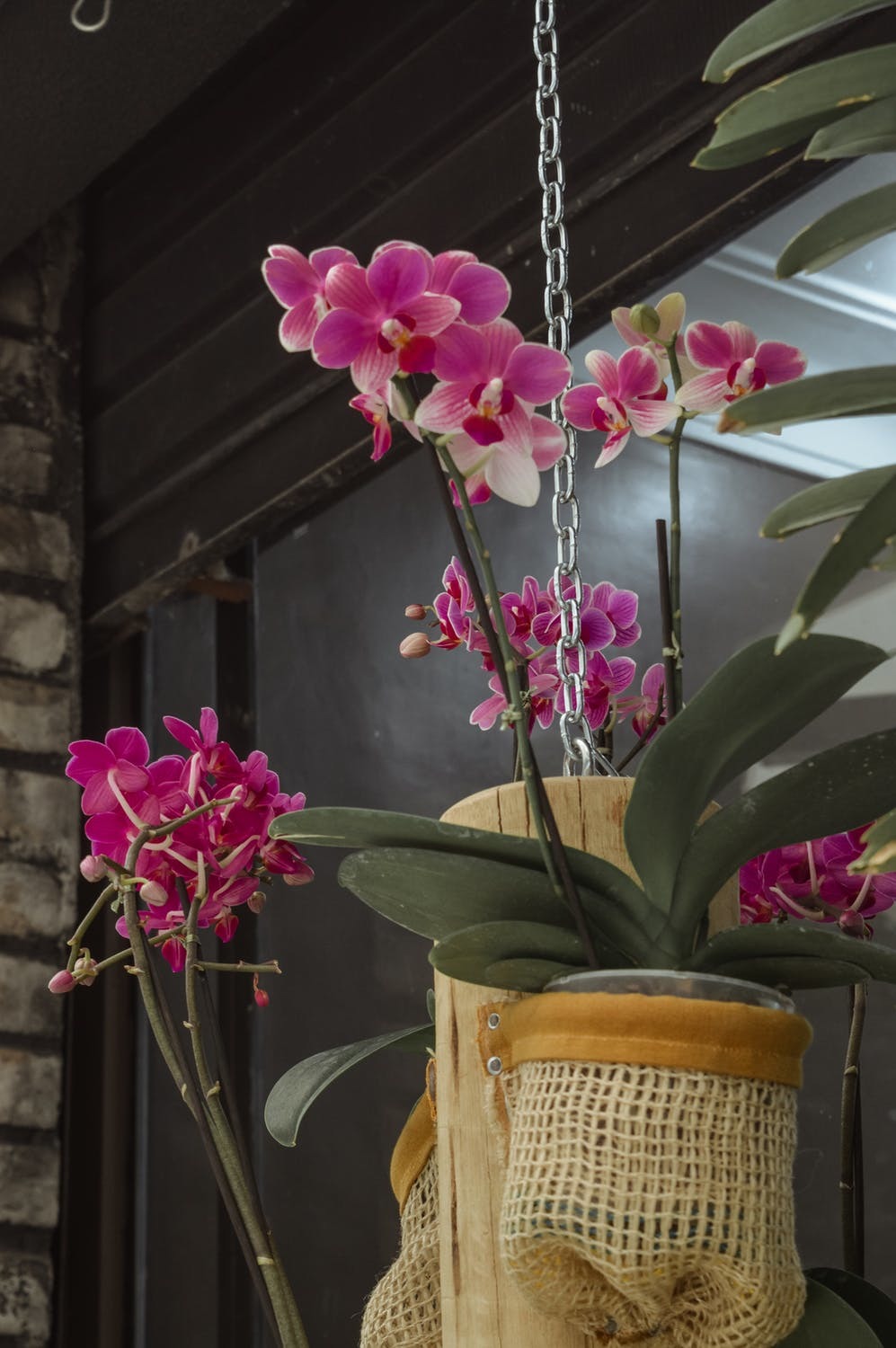 Caring for orchids at home - My, Orchids, Flowers, Flower delivery, Cymbidium, Houseplants, Longpost