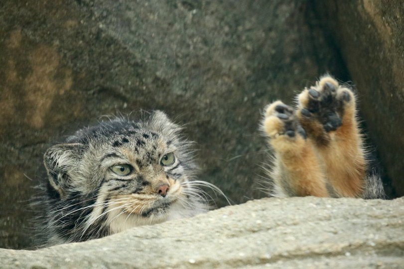 How powerful are my paws? - Pallas' cat, Wild animals, Small cats, Paws