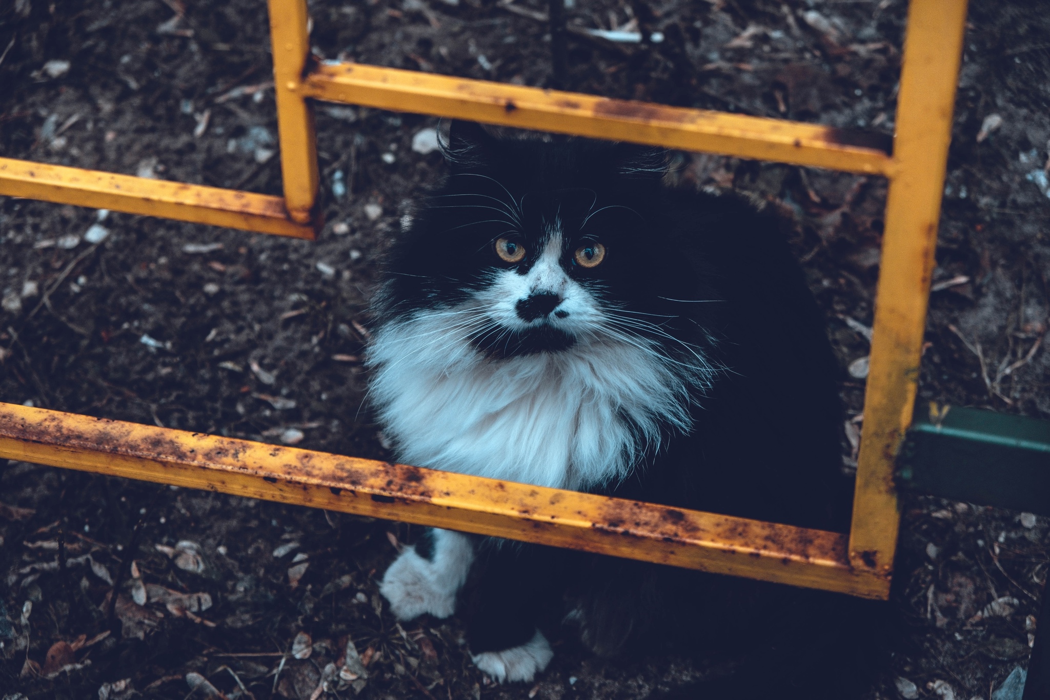 Cat Day in Russia - My, The photo, Fujifilm, cat, Longpost