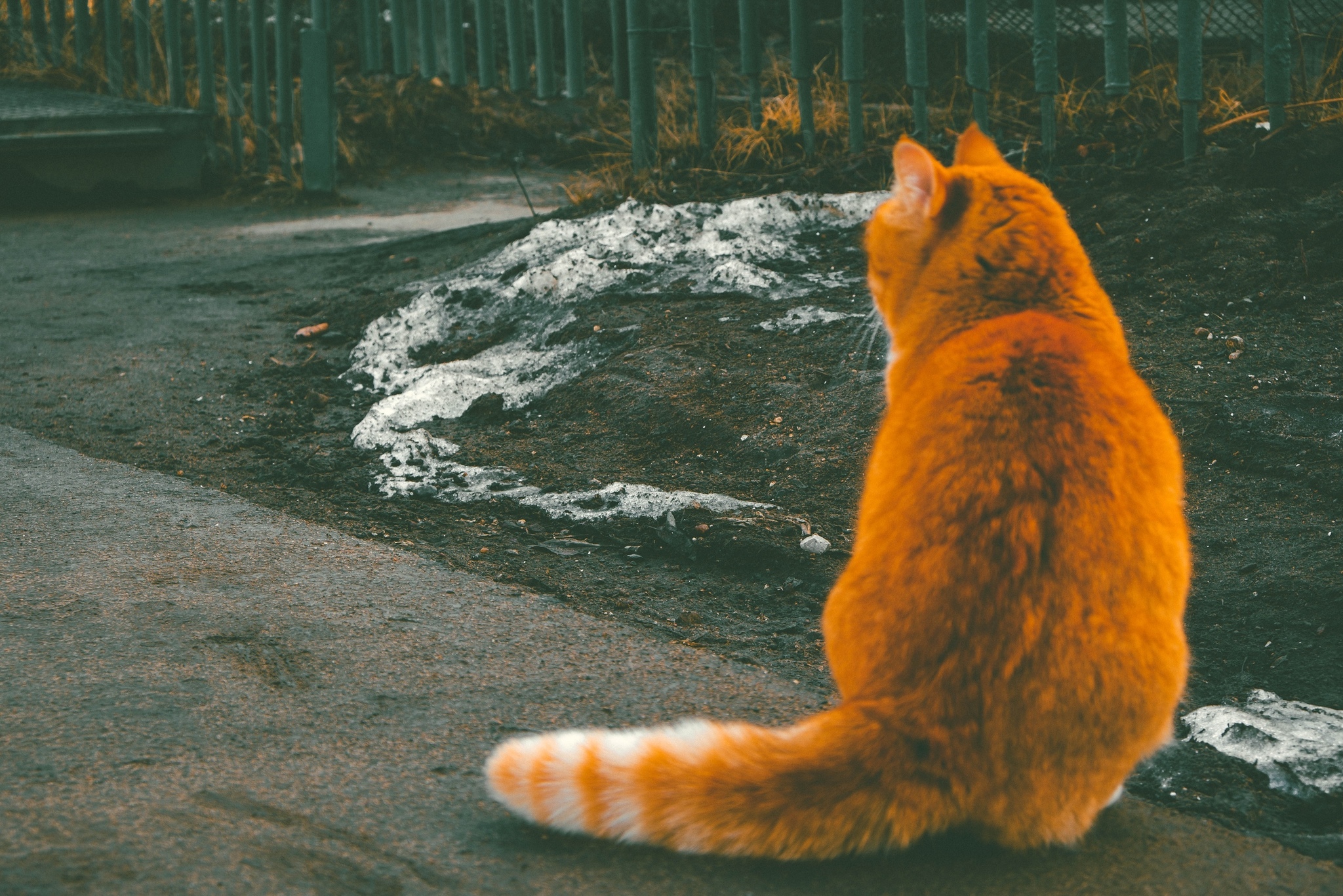 Cat Day in Russia - My, The photo, Fujifilm, cat, Longpost