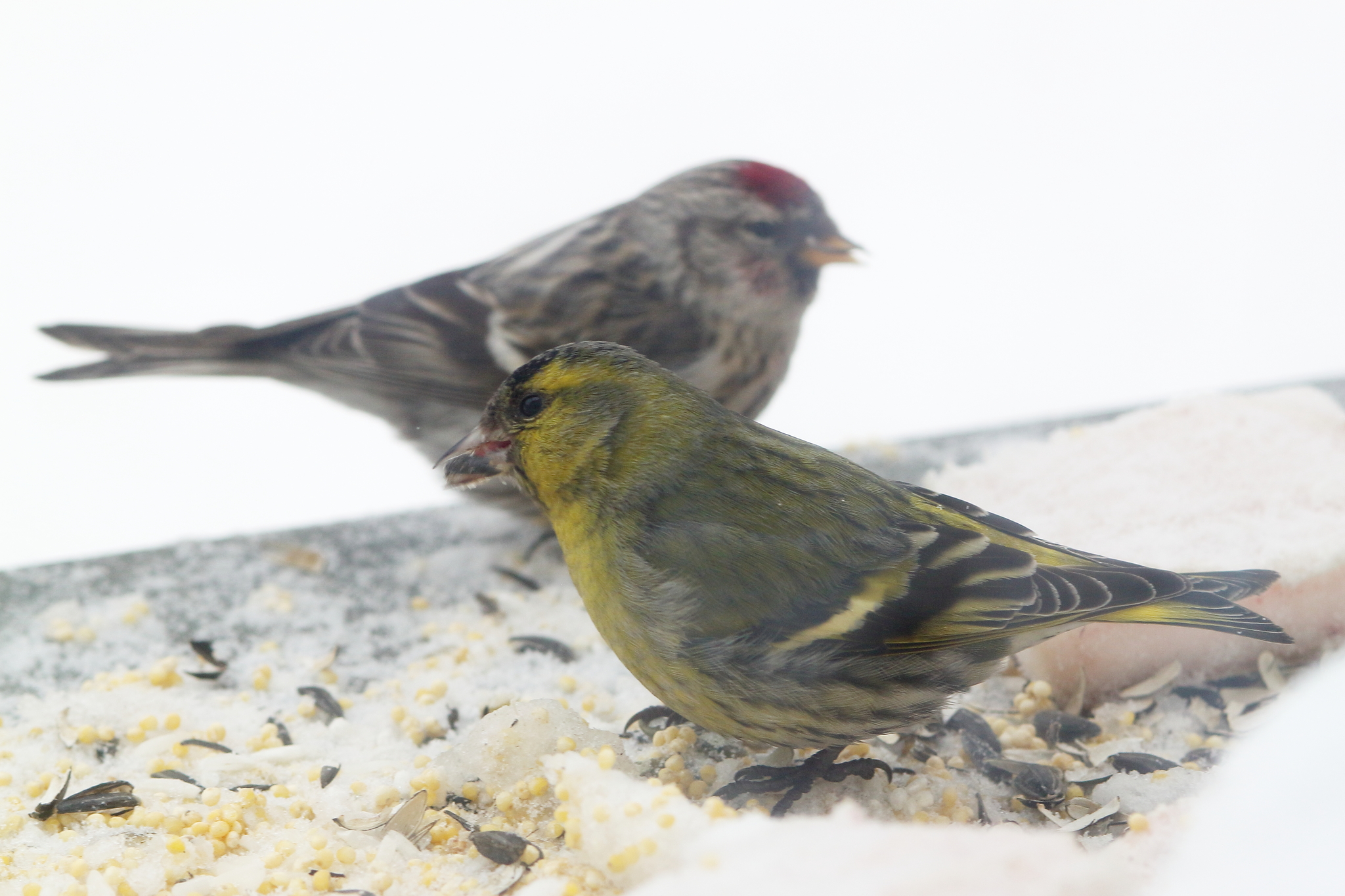 Bird parties - My, Birds, Redpoll, Siskin, Longpost, Ornithology