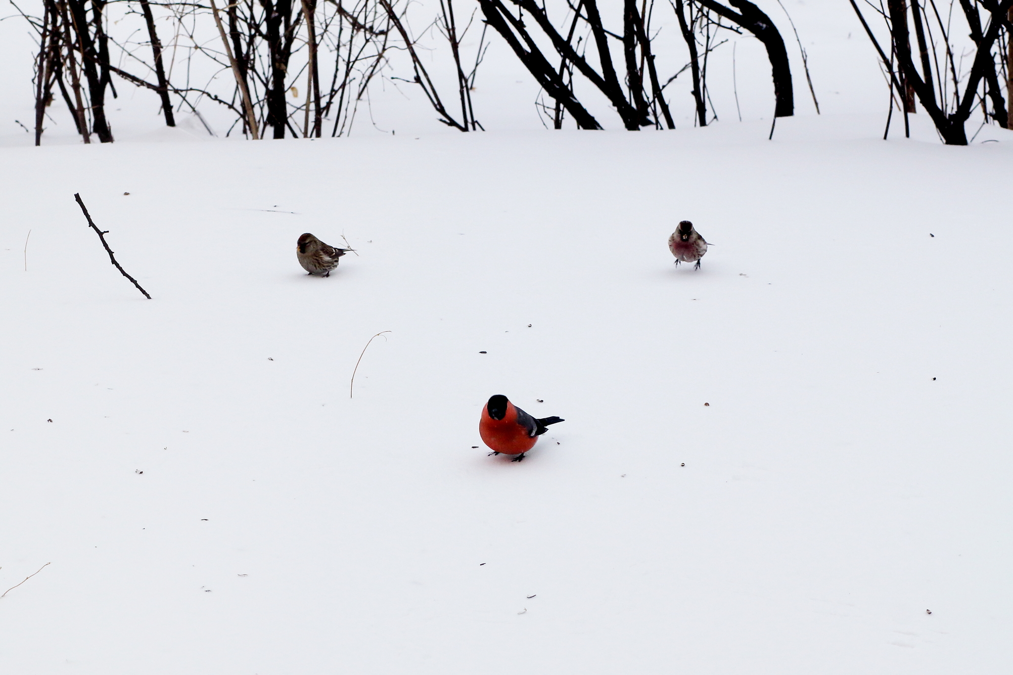 Bird parties - My, Birds, Redpoll, Siskin, Longpost, Ornithology