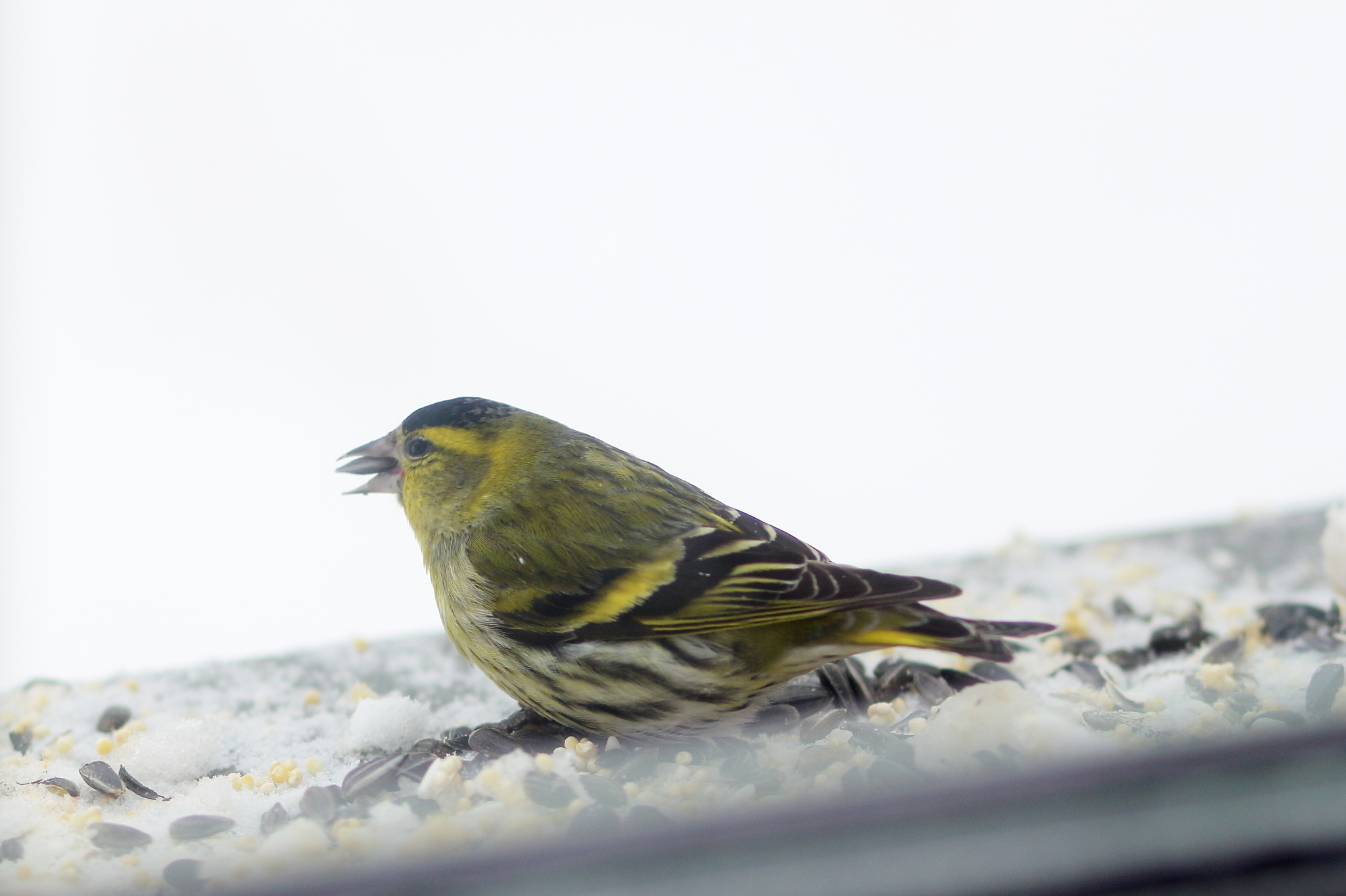 Bird parties - My, Birds, Redpoll, Siskin, Longpost, Ornithology