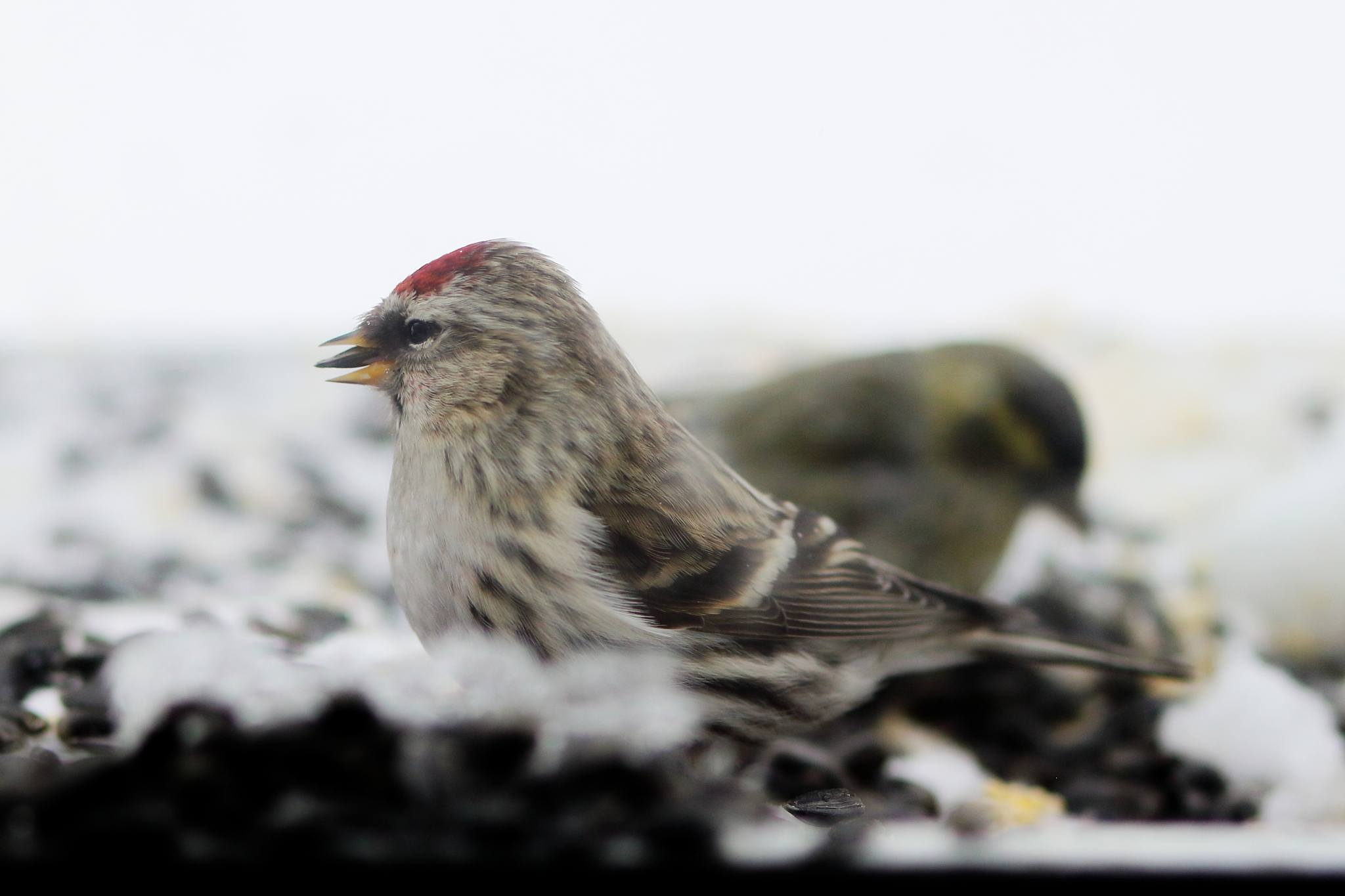 Bird parties - My, Birds, Redpoll, Siskin, Longpost, Ornithology