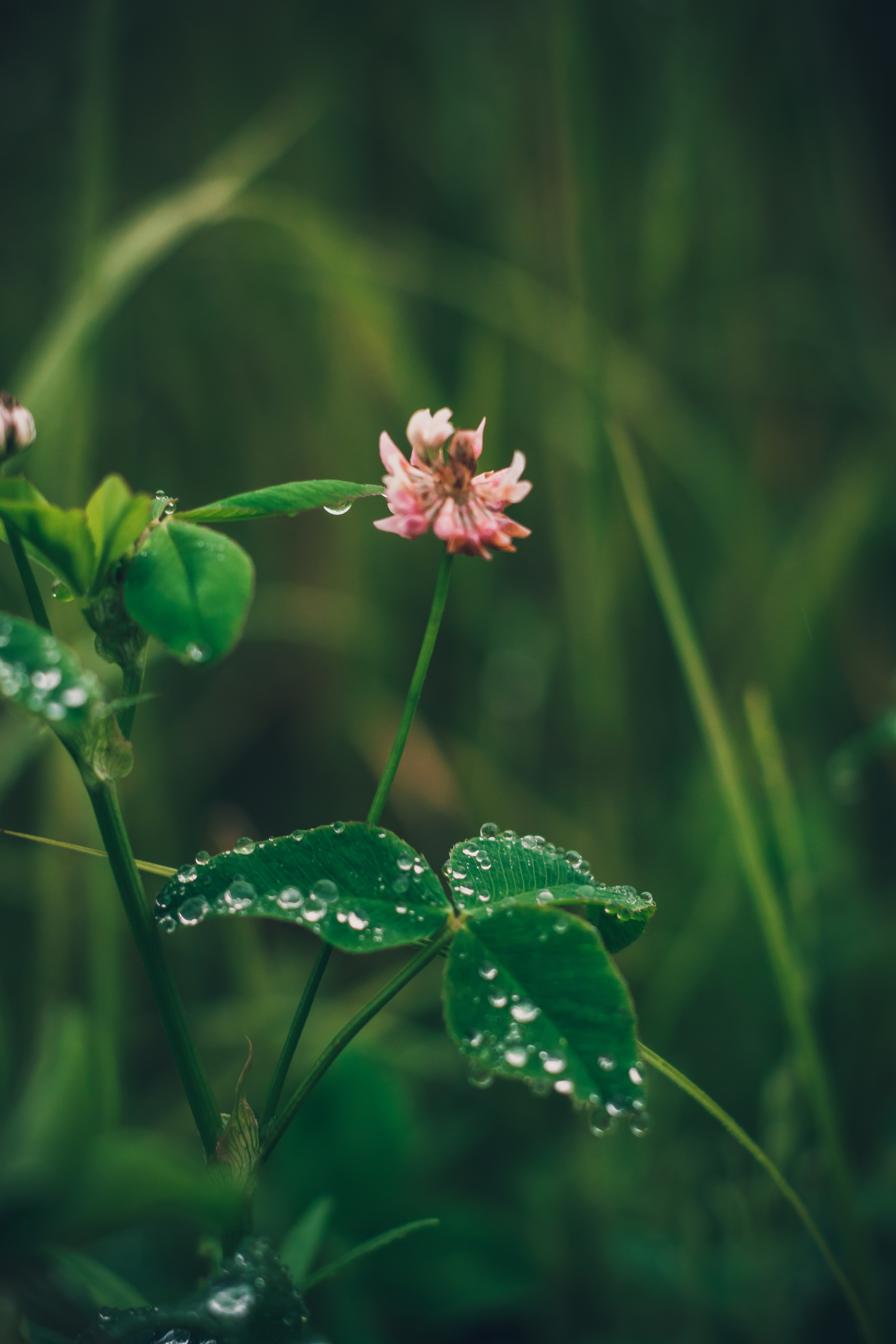 A drop of summer - My, The photo, Macro photography, Flowers, Summer, Nikon, Yongnuo, Nature, Longpost