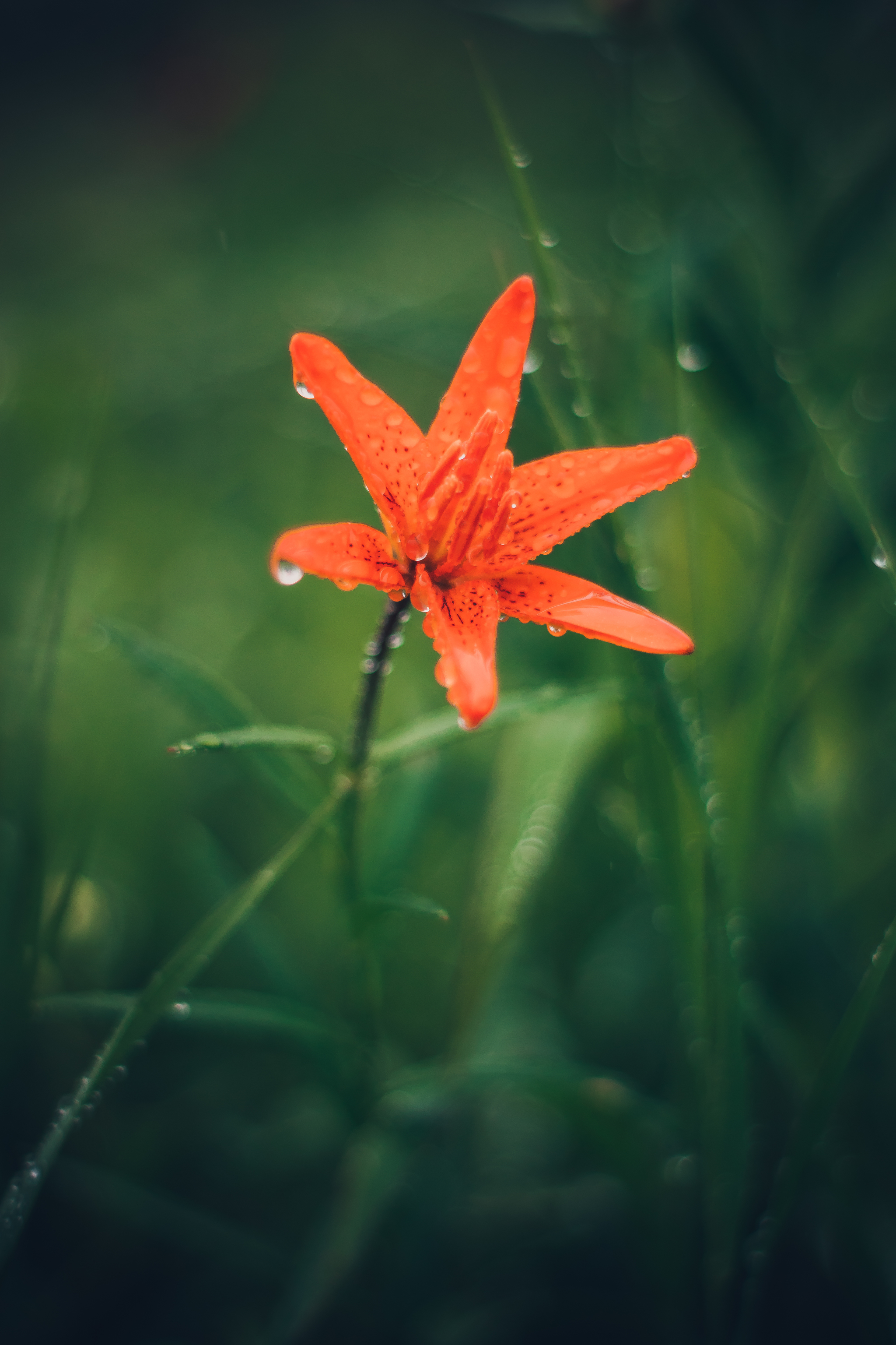 A drop of summer - My, The photo, Macro photography, Flowers, Summer, Nikon, Yongnuo, Nature, Longpost