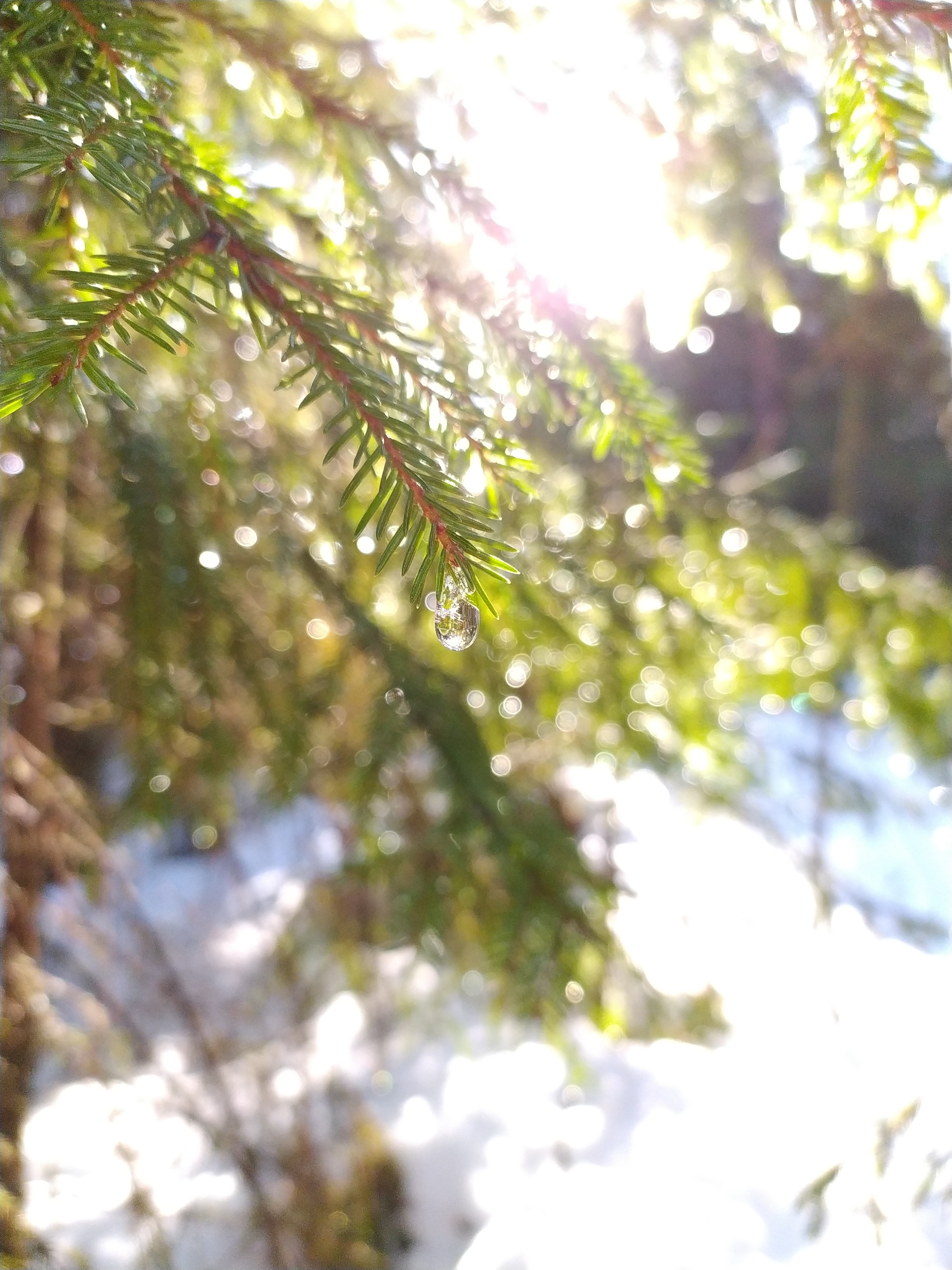 March. Forest drops - My, Spring, Eavesdrop, Forest, Macro photography, Nature