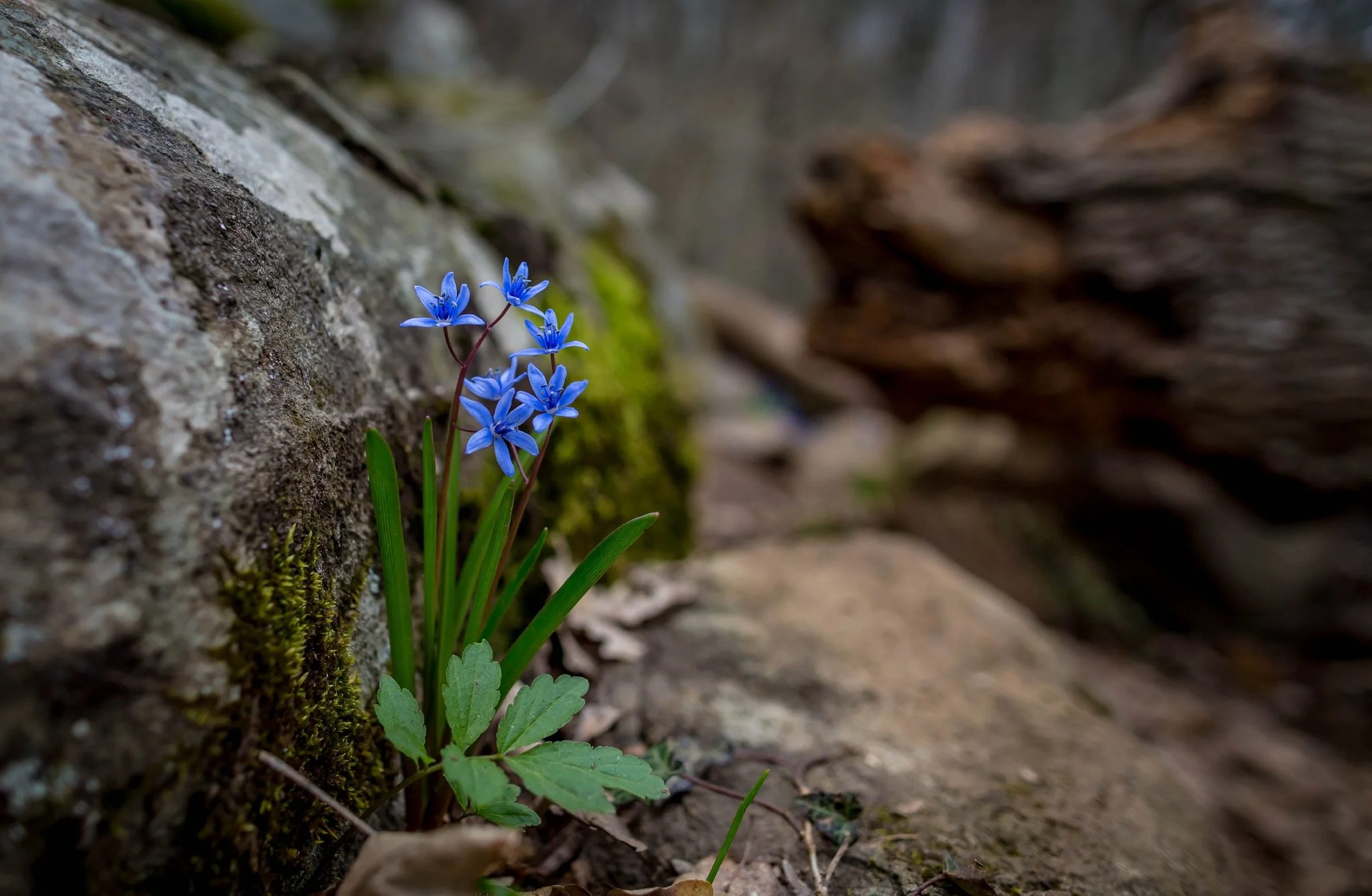 The first day of spring in Crimea: we went to Ayu-Dag for snowdrops - My, Crimea, Spring, Snowdrops flowers, Ayu-Dag, Bloom, Nature, The mountains, Landscape, beauty, Flowers, Longpost