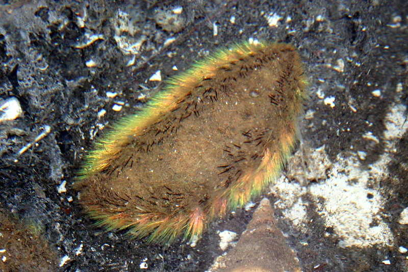 Sea mouse: How a primitive worm, shining with all the colors of the rainbow, gave impetus to the development of nanotechnology - Worm, Ocean, Yandex Zen, Animal book, Longpost