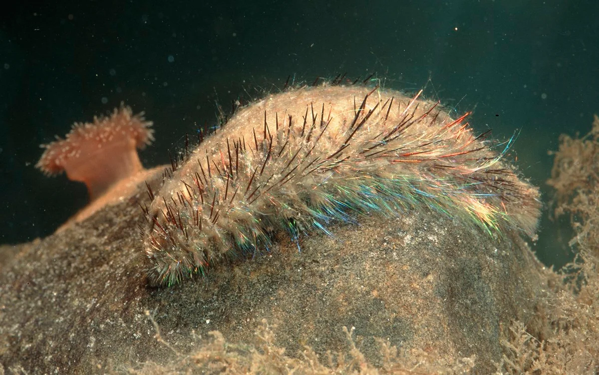 Sea mouse: How a primitive worm, shining with all the colors of the rainbow, gave impetus to the development of nanotechnology - Worm, Ocean, Yandex Zen, Animal book, Longpost