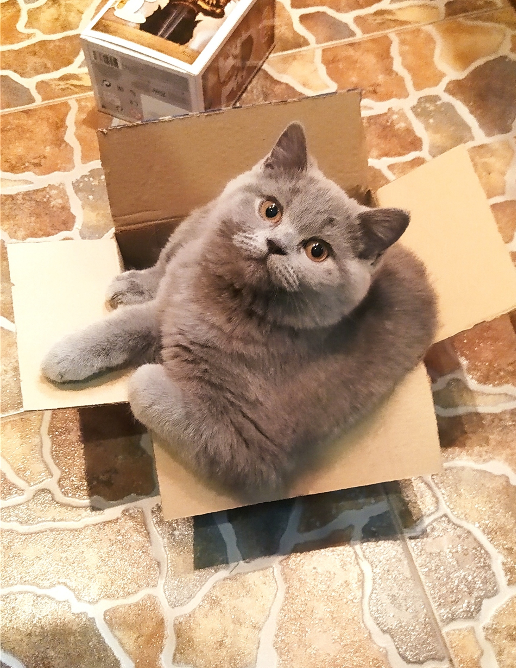 Let's go for a box ride...! - My, cat, Box, Fat cats