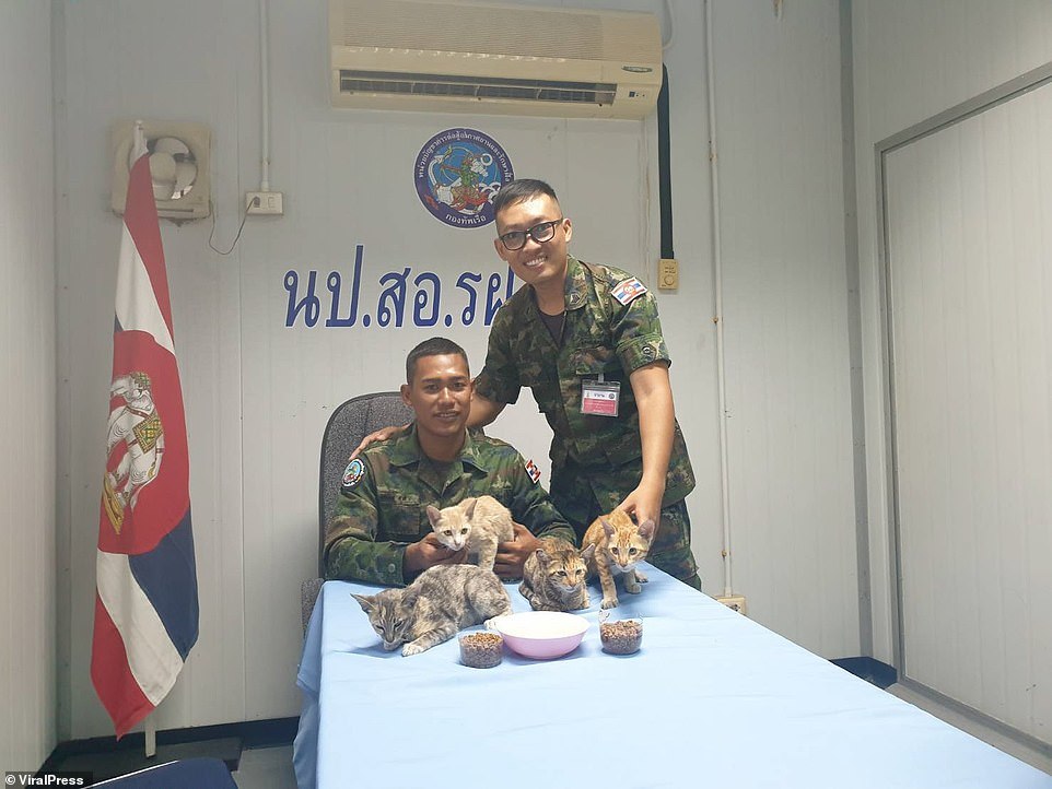 In Thailand, the coast guard rescued seals from a sinking ship - cat, Animal Rescue, Longpost, Thailand, Coastguard, Shipwreck