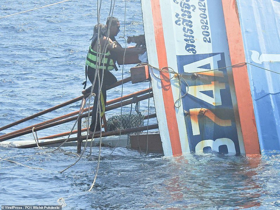 In Thailand, the coast guard rescued seals from a sinking ship - cat, Animal Rescue, Longpost, Thailand, Coastguard, Shipwreck