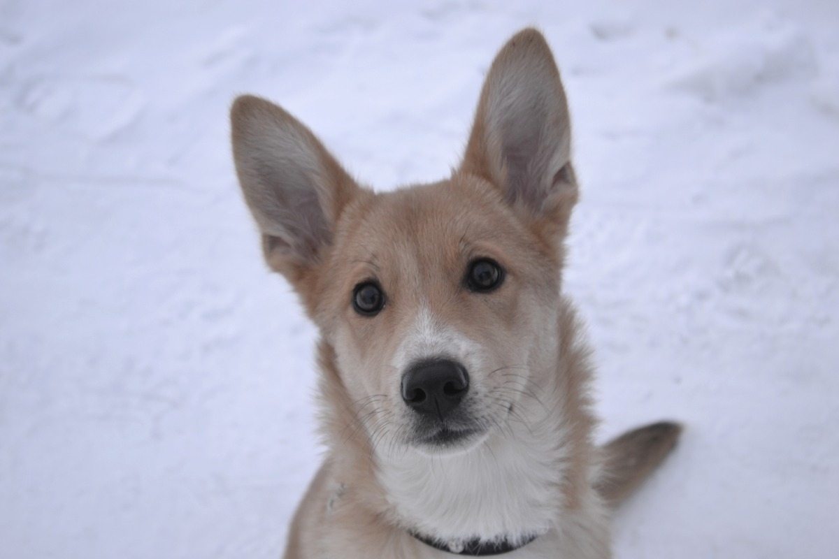 Those eyes on the contrary... - My, Dog, Walk, Milota, Foxy, Longpost