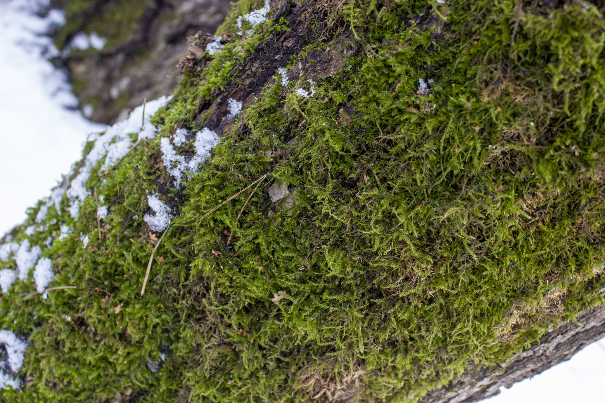 Shooting moss in the forest - Walk in the woods, Moss, Canon EOS 550D, 18-55 kit, Longpost