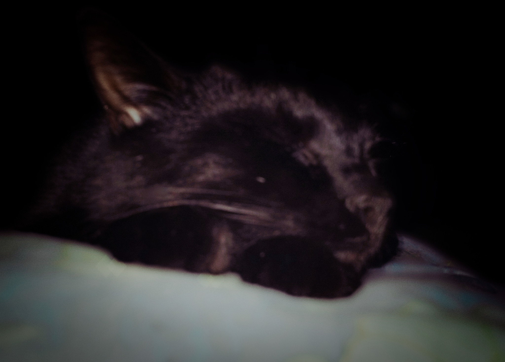 The cactus is sleeping - My, cat, Black cat, Dream, The photo, Nose