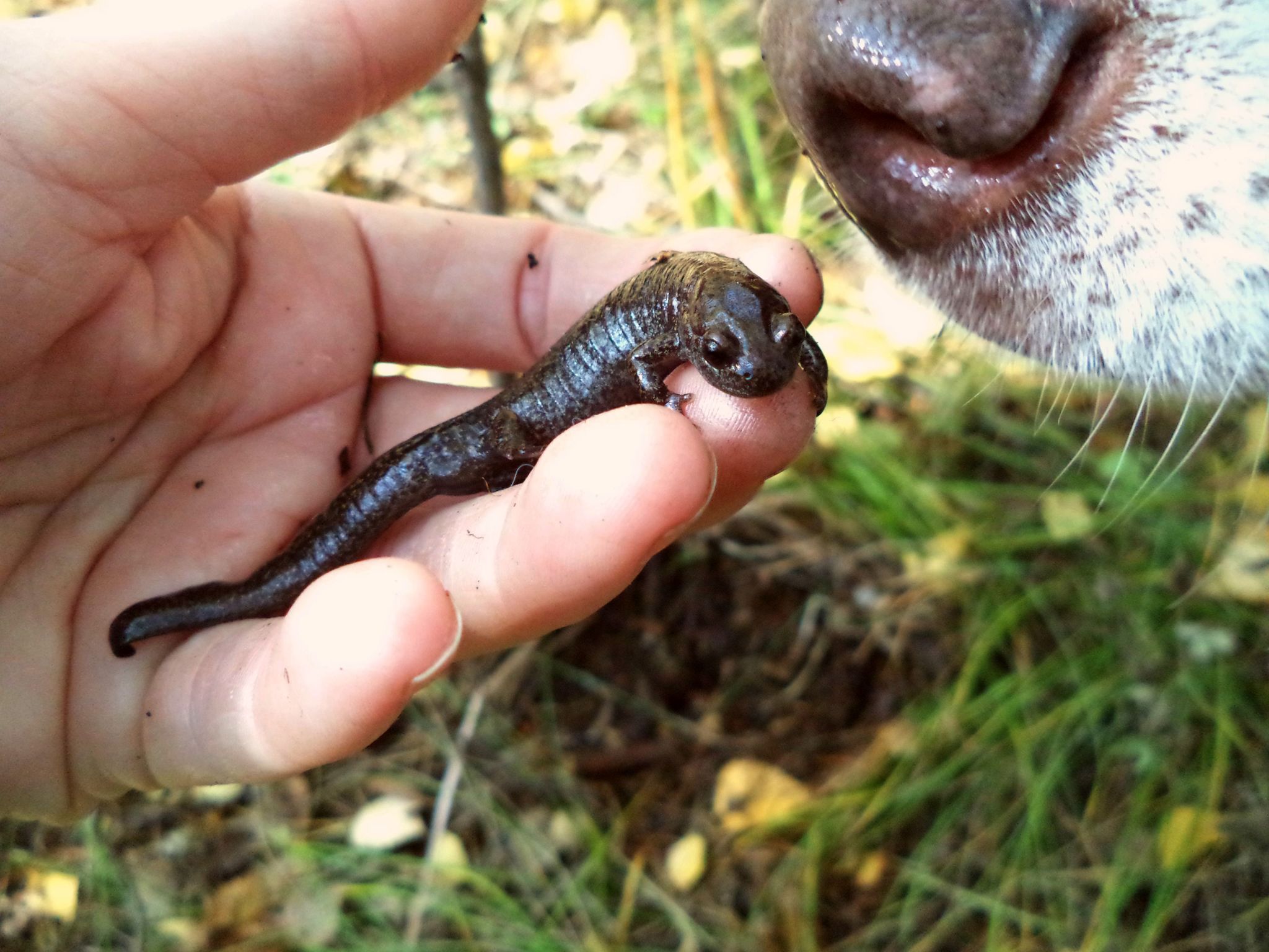 I was looking for milk mushrooms, I found a newt - My, Triton, Amphibians, Amazing, Find, Unexpected