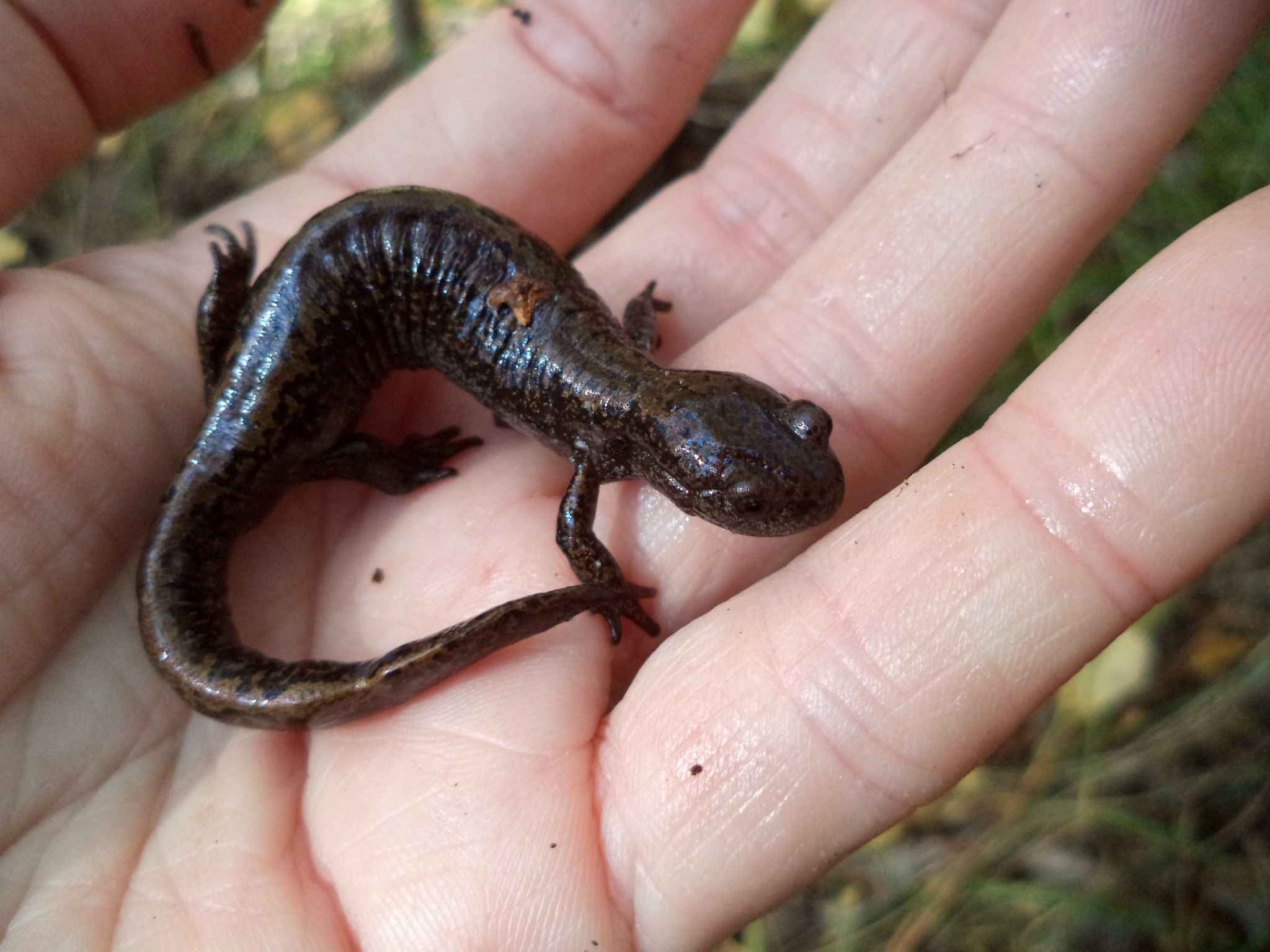 I was looking for milk mushrooms, I found a newt - My, Triton, Amphibians, Amazing, Find, Unexpected