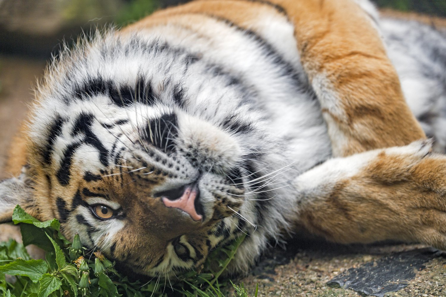 When you're handsome and you know it... - Tiger, Big cats, beauty, The photo, From the network, Animals