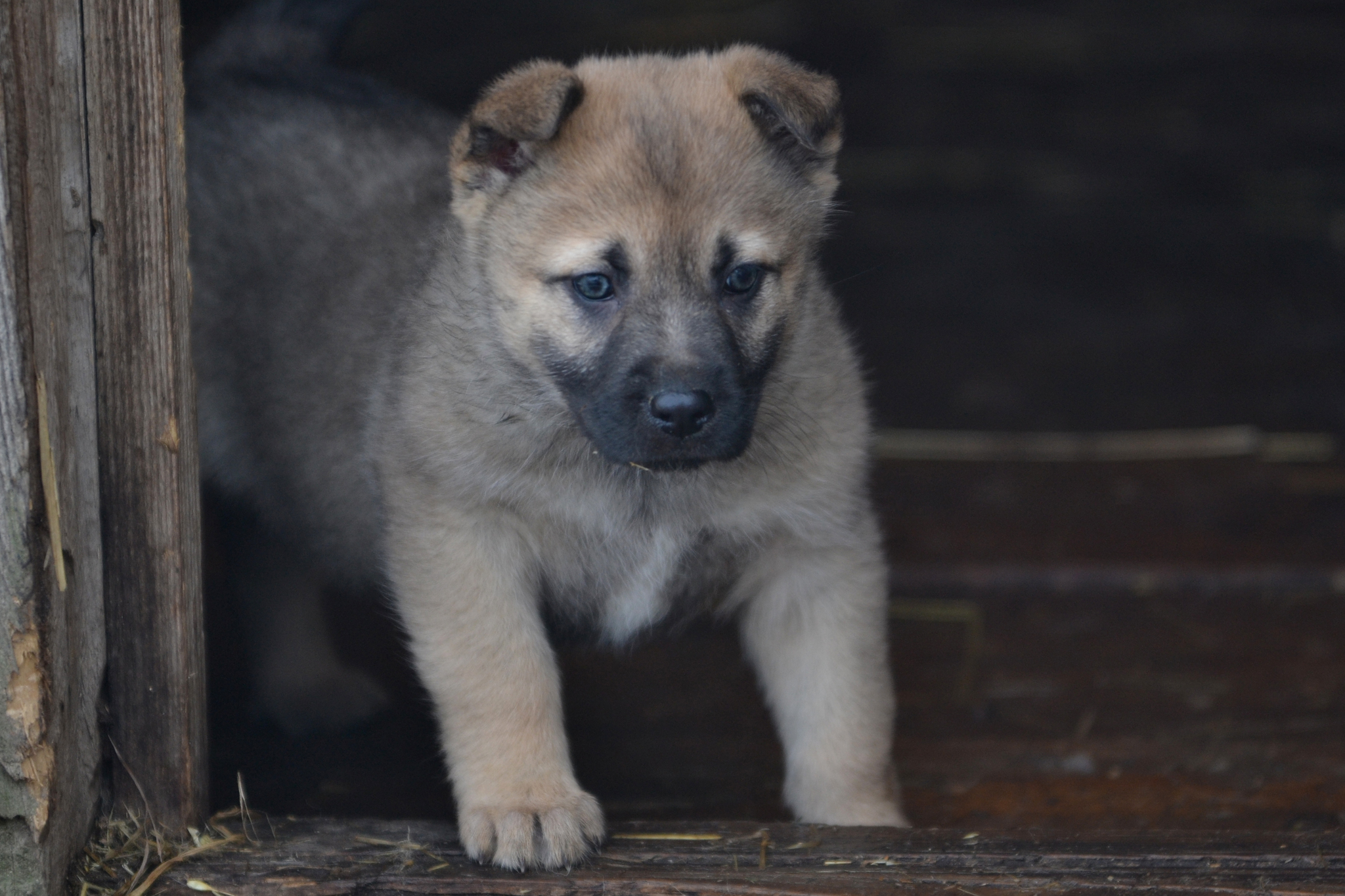 Photo of puppy Lucy - My, Dog, Puppies, In good hands, Shatura, Moscow region, Longpost, No rating, The photo