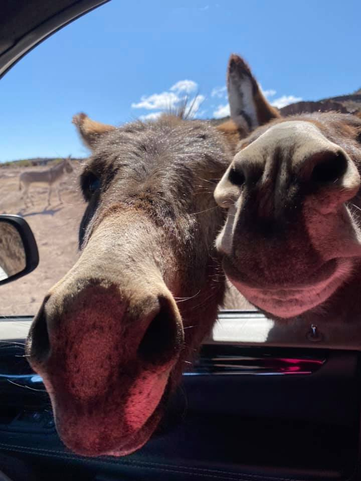 Give me a lift... and the girl? - Donkey, Car, Nevada, The park