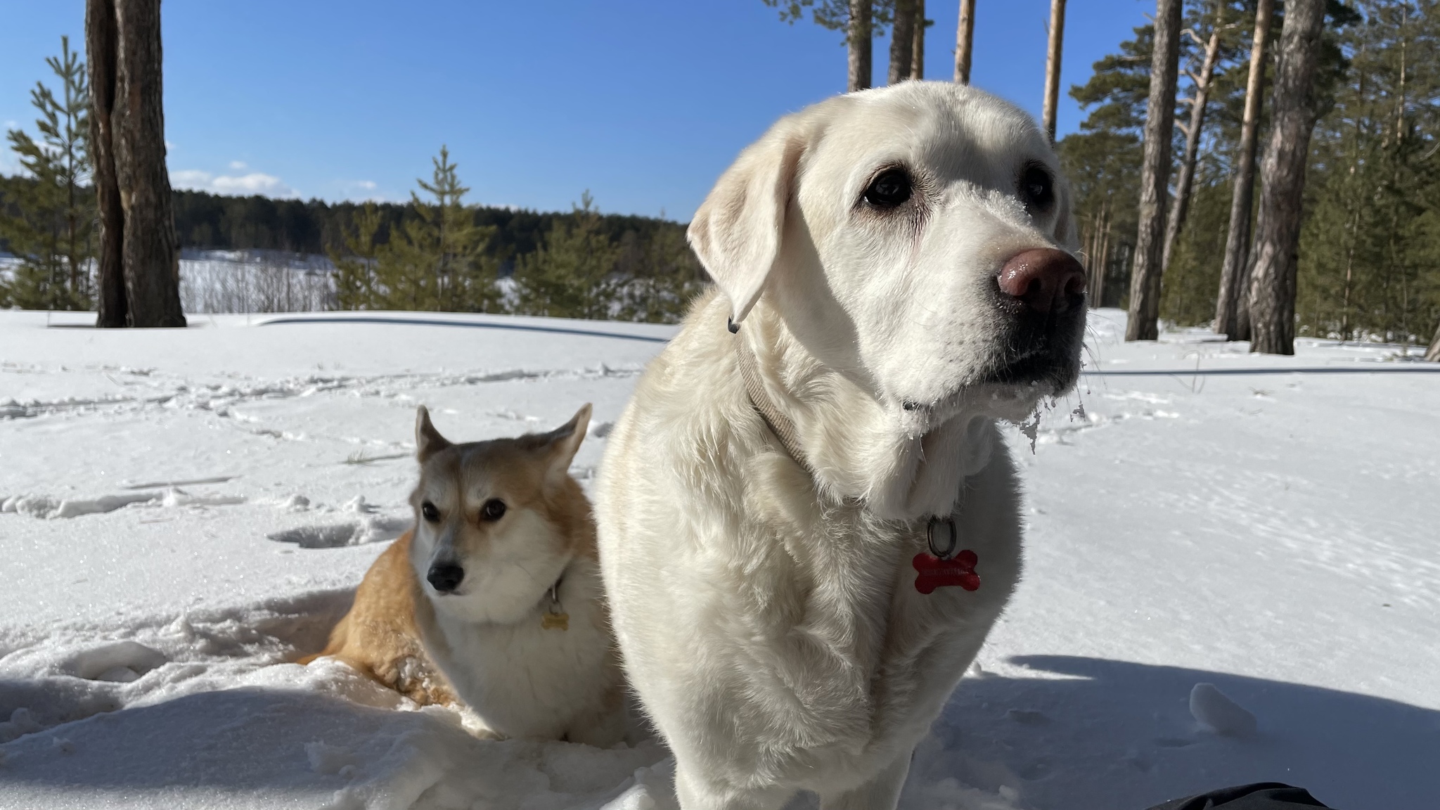 Spring came! - My, Dog, Walk, Longpost