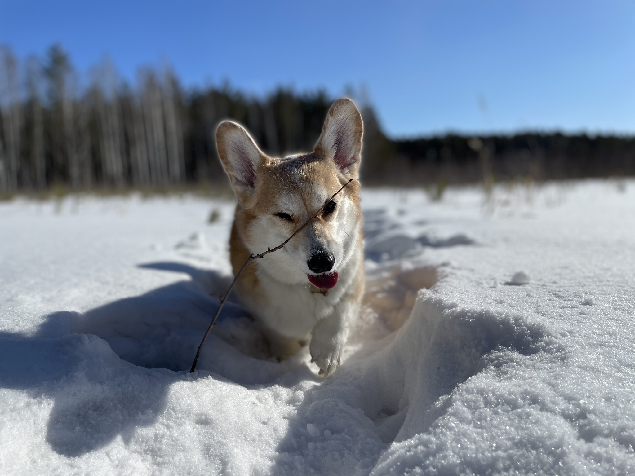 Spring came! - My, Dog, Walk, Longpost