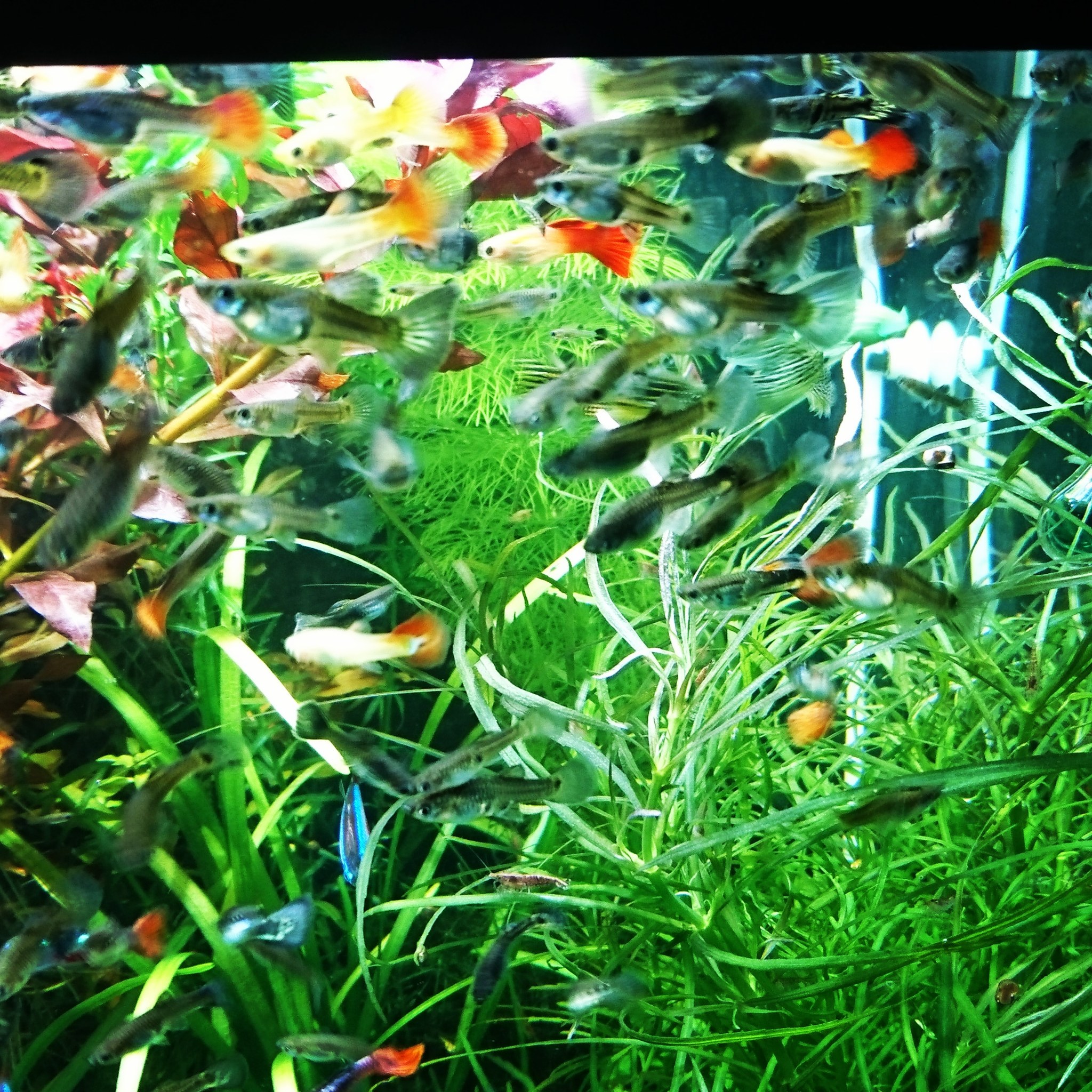 Just... - My, The photo, Aquarium, Aquarium, Longpost