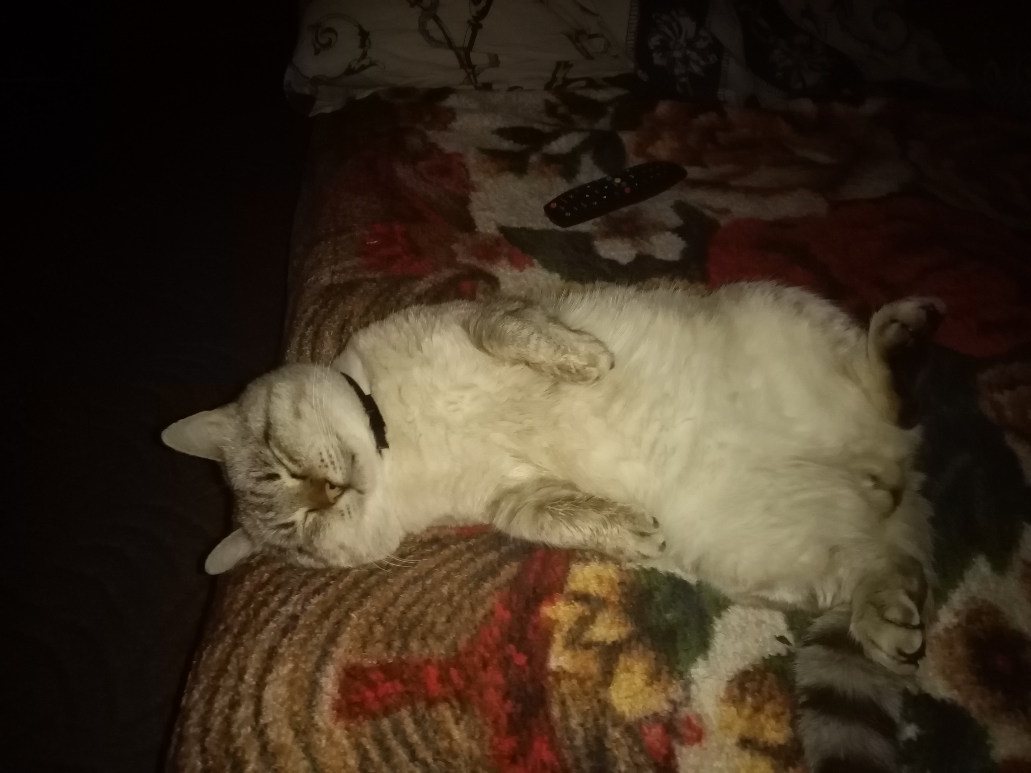 Мой кот умер | Пикабу