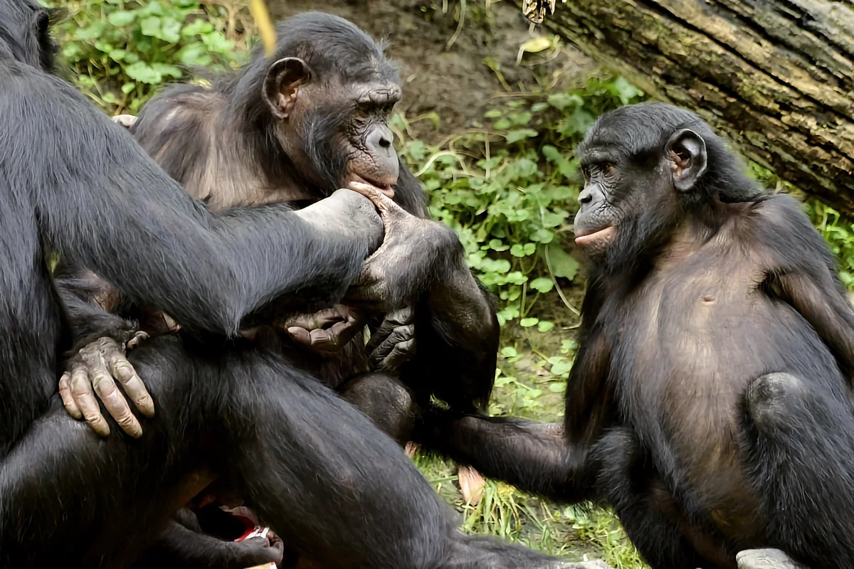Карликовый шимпанзе 6. Шимпанзе бонобо. Шимпанзе бонобо самец. Шимпанзе бонобо спаривание. Самка бонобо.