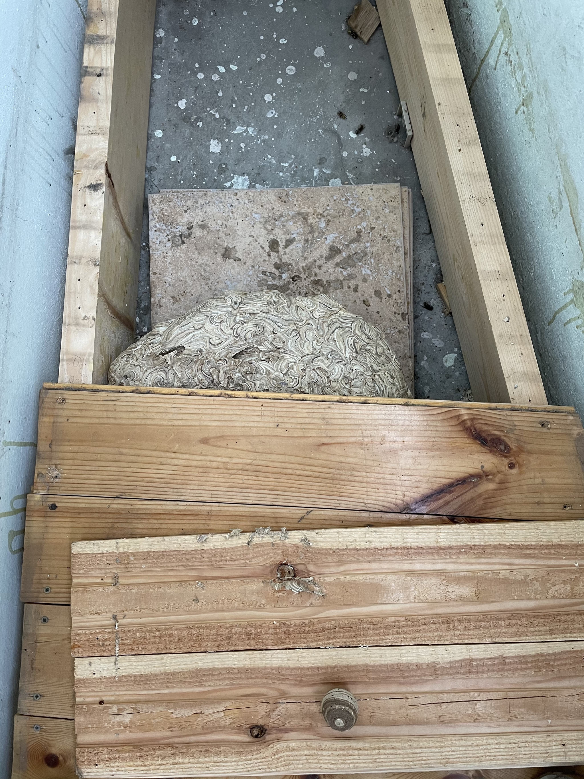 Residents on the balcony - My, Balcony, Wasp, Vespiary, Repair, Insects, Longpost, Mat