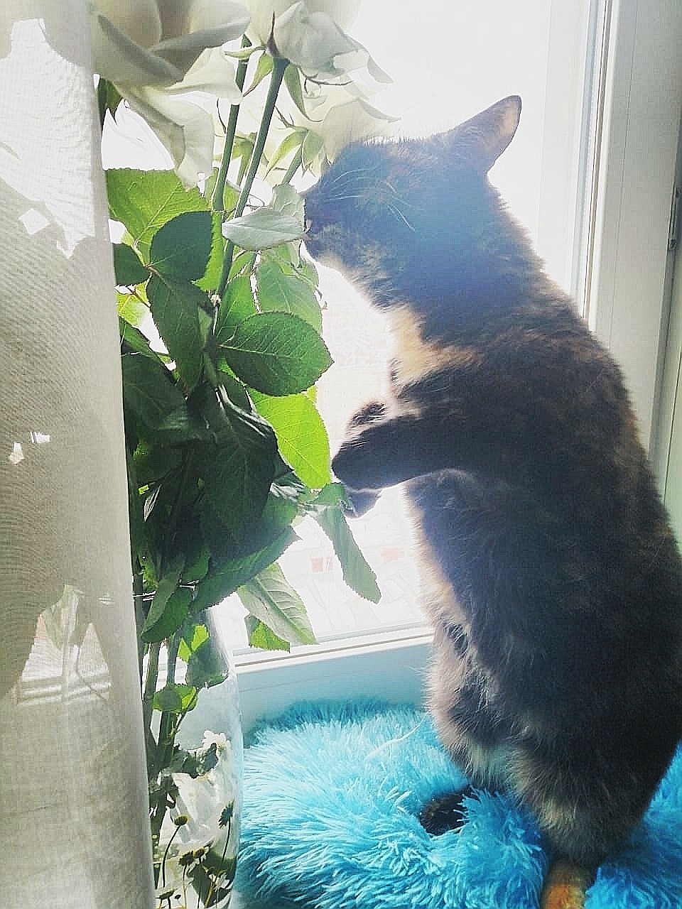 Waiting for the holiday... - My, Tricolor cat, cat, Flowers, Longpost