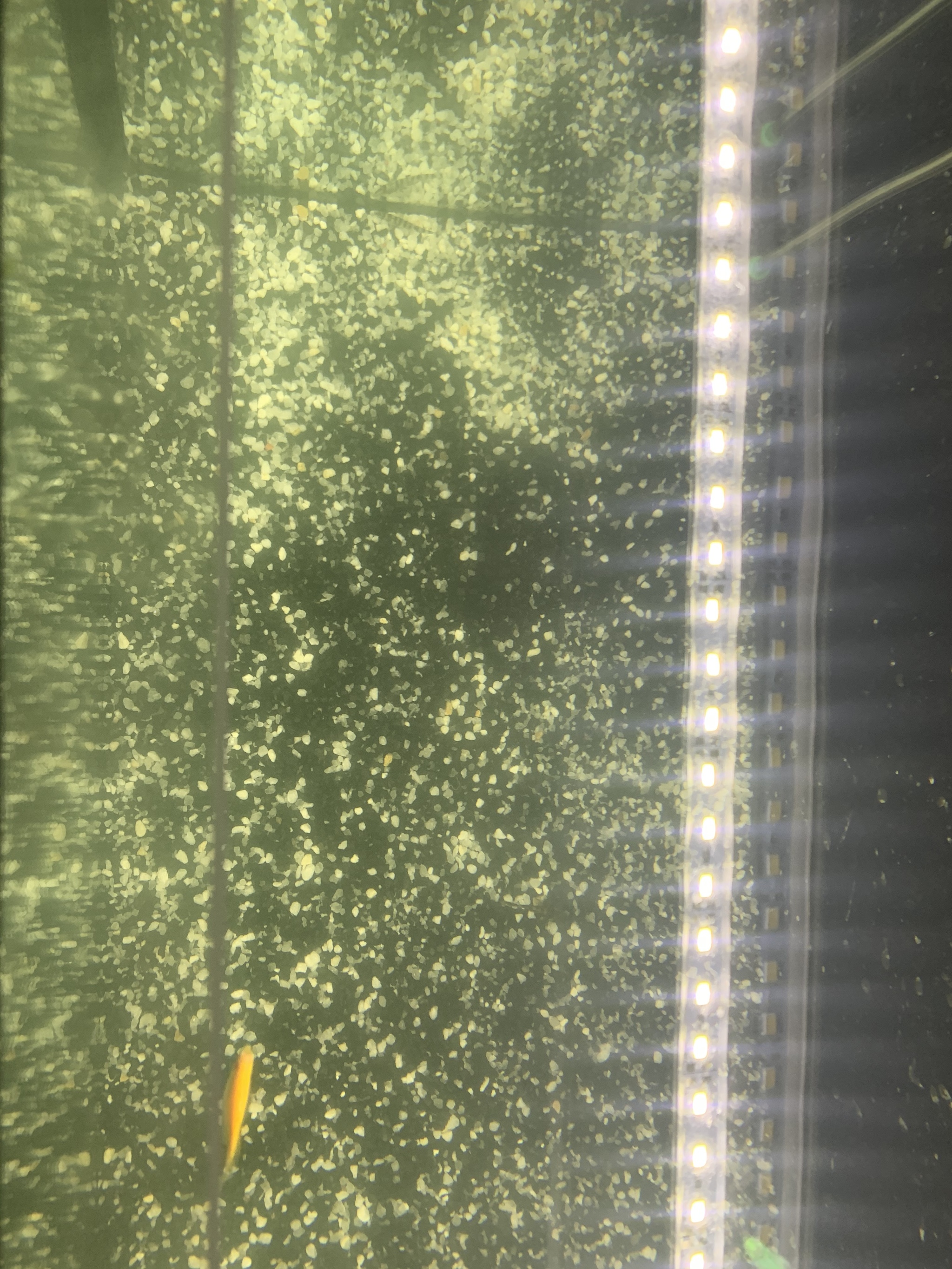 Water in the aquarium, need advice/help - My, No rating, Aquarium, Aquarium, Water, Problem, Aquarium fish, Longpost