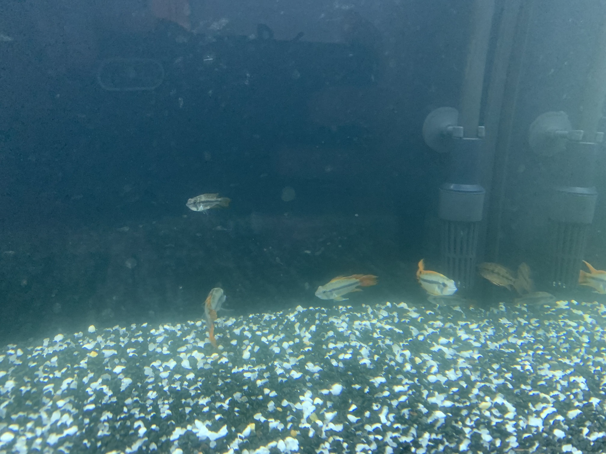 Water in the aquarium, need advice/help - My, No rating, Aquarium, Aquarium, Water, Problem, Aquarium fish, Longpost