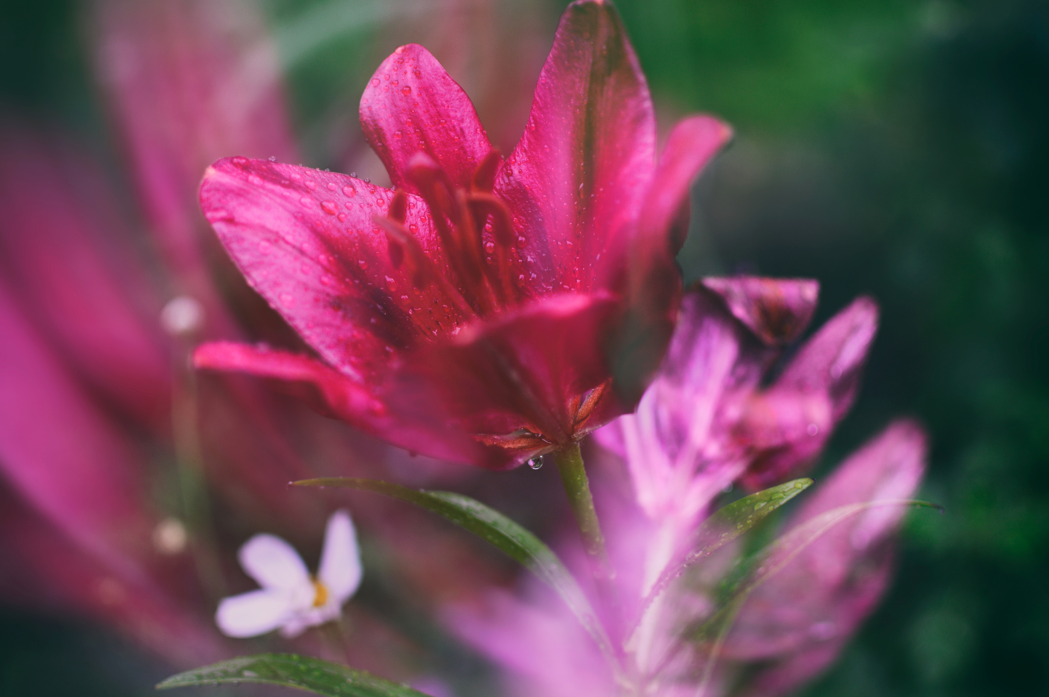 beauty of nature - My, Flowers, beauty of nature, Plants, Nikon, The photo, Nature, Longpost