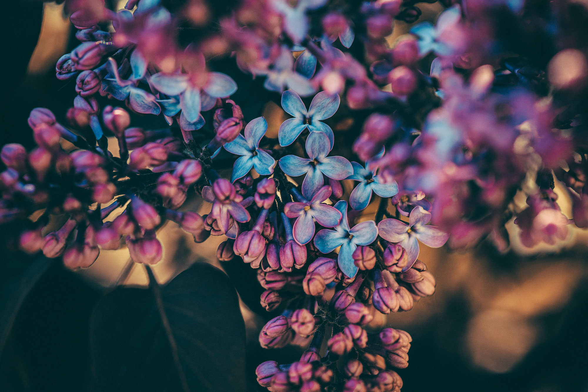 beauty of nature - My, Flowers, beauty of nature, Plants, Nikon, The photo, Nature, Longpost