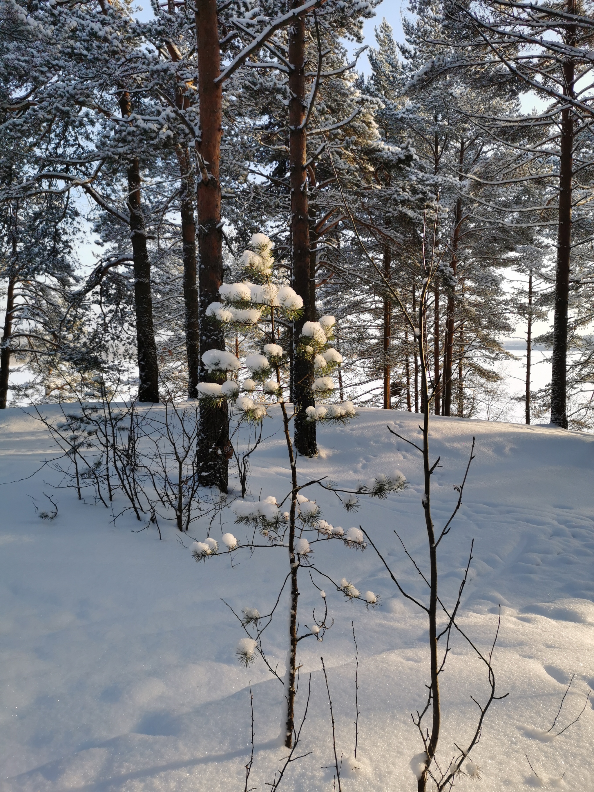 Winter's Tale - My, Longpost, Hike, Forest, Toksovo, Leningrad region, Kavgolovo, Winter, Saint Petersburg