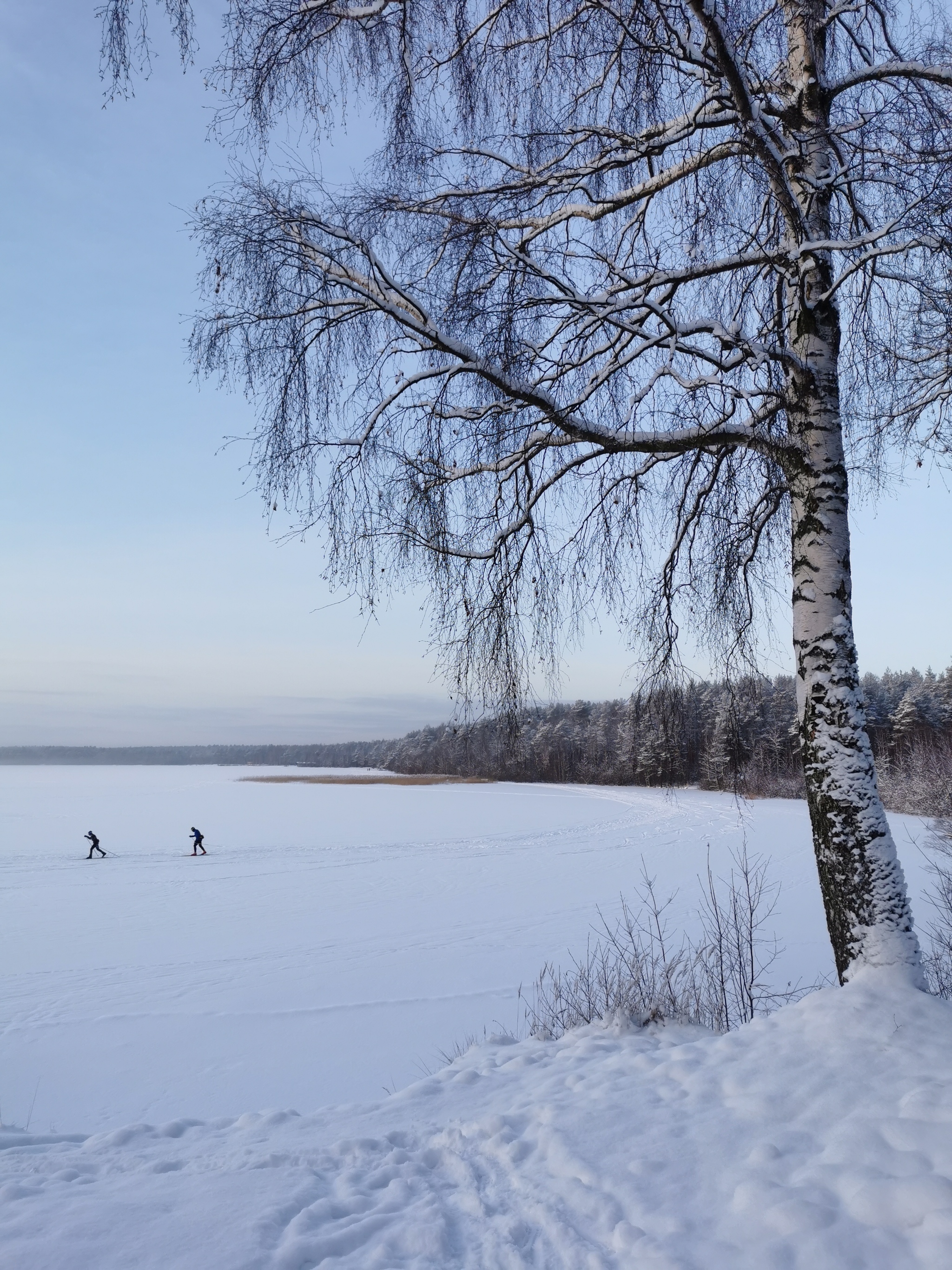 Winter's Tale - My, Longpost, Hike, Forest, Toksovo, Leningrad region, Kavgolovo, Winter, Saint Petersburg