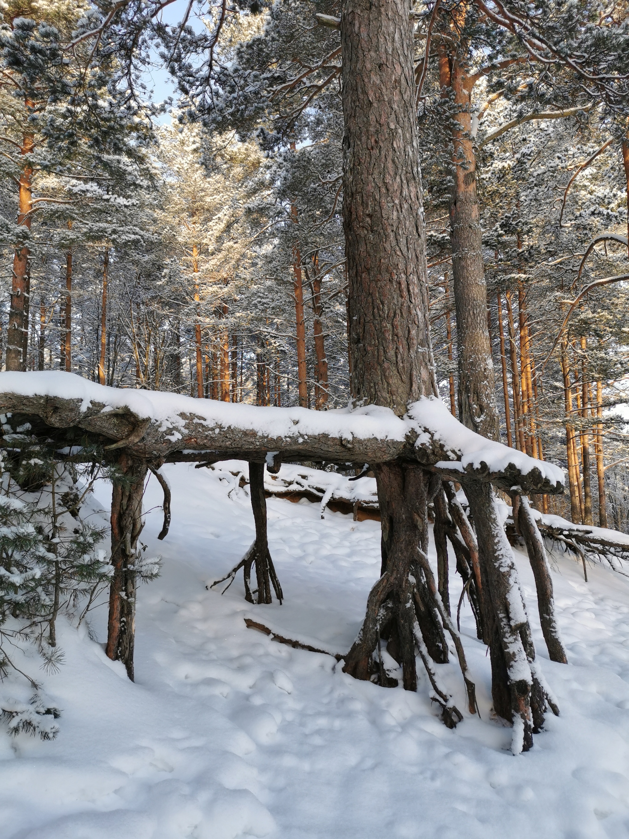 Winter's Tale - My, Longpost, Hike, Forest, Toksovo, Leningrad region, Kavgolovo, Winter, Saint Petersburg