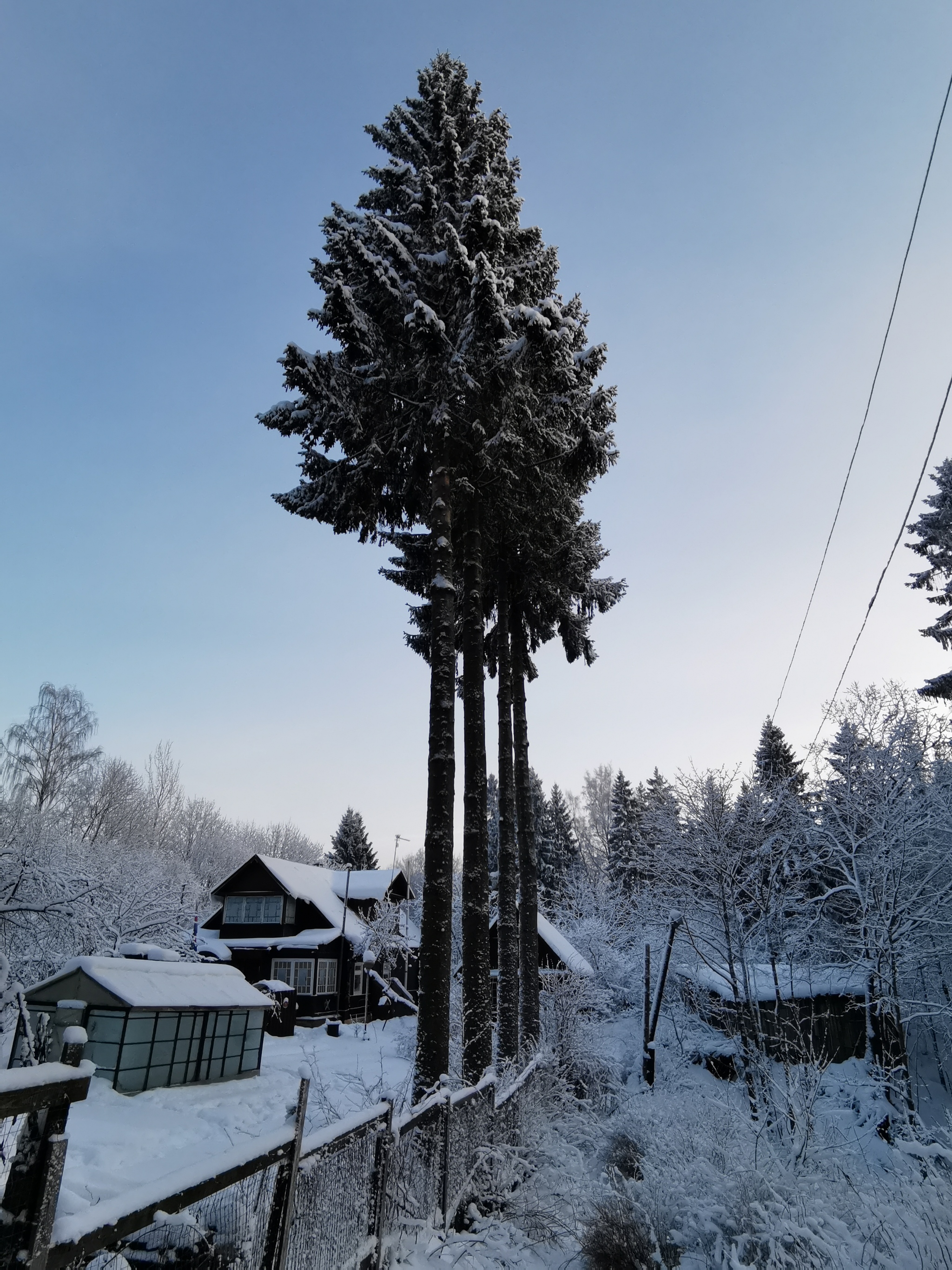 Winter's Tale - My, Longpost, Hike, Forest, Toksovo, Leningrad region, Kavgolovo, Winter, Saint Petersburg