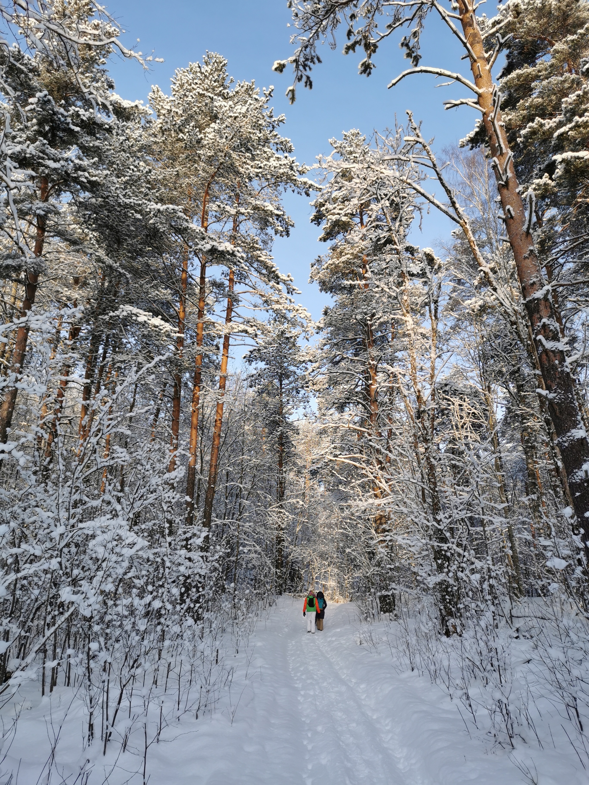 Winter's Tale - My, Longpost, Hike, Forest, Toksovo, Leningrad region, Kavgolovo, Winter, Saint Petersburg